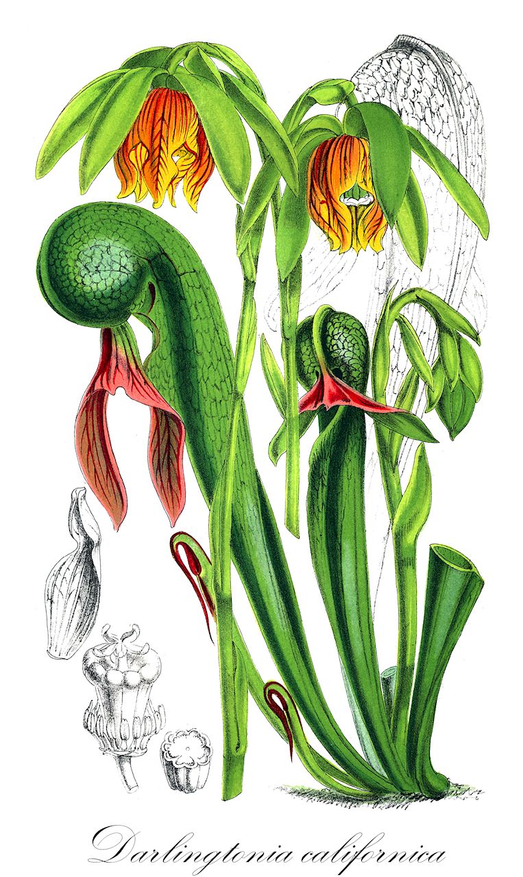 Darlingtonia californica - Sarraceniaceae,Plantae,Pteridobiotina,Angiosperms,Ericales,Sarraceniaceae,Darlingtonia,Darlingtonia californica,Chrysamphora californica, Darlingtonia californica f. viridiflora