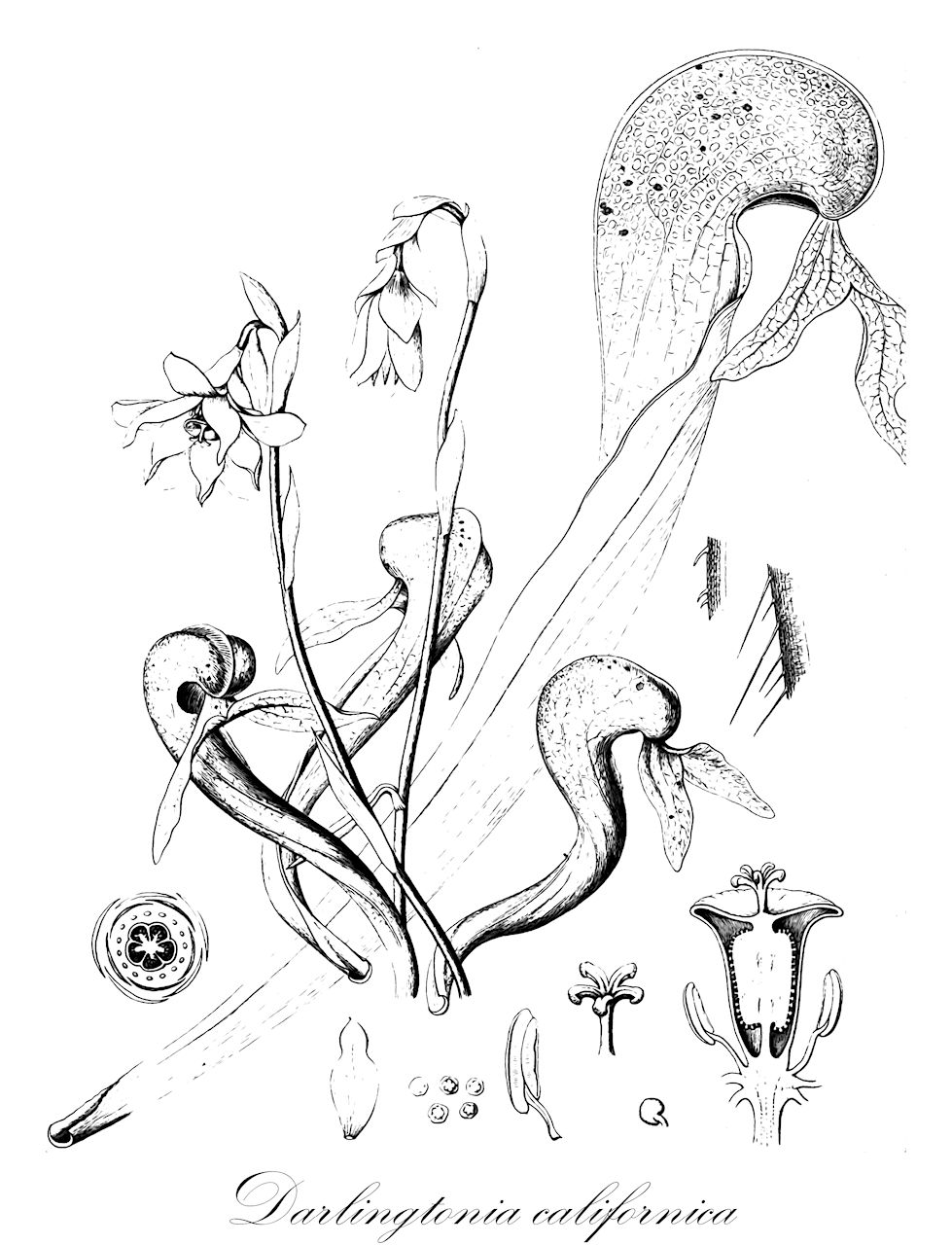 Darlingtonia californica - Sarraceniaceae,Plantae,Pteridobiotina,Angiosperms,Ericales,Sarraceniaceae,Darlingtonia,Darlingtonia californica,Chrysamphora californica, Darlingtonia californica f. viridiflora
