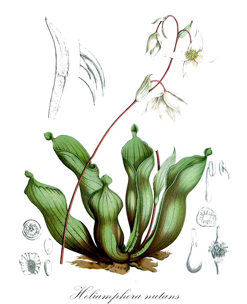 Heliamphora nutans - Sarraceniaceae,Plantae,Pteridobiotina,Angiosperms,Ericales,Sarraceniaceae,Heliamphora,Heliamphora nutans,Sarracenia nutans