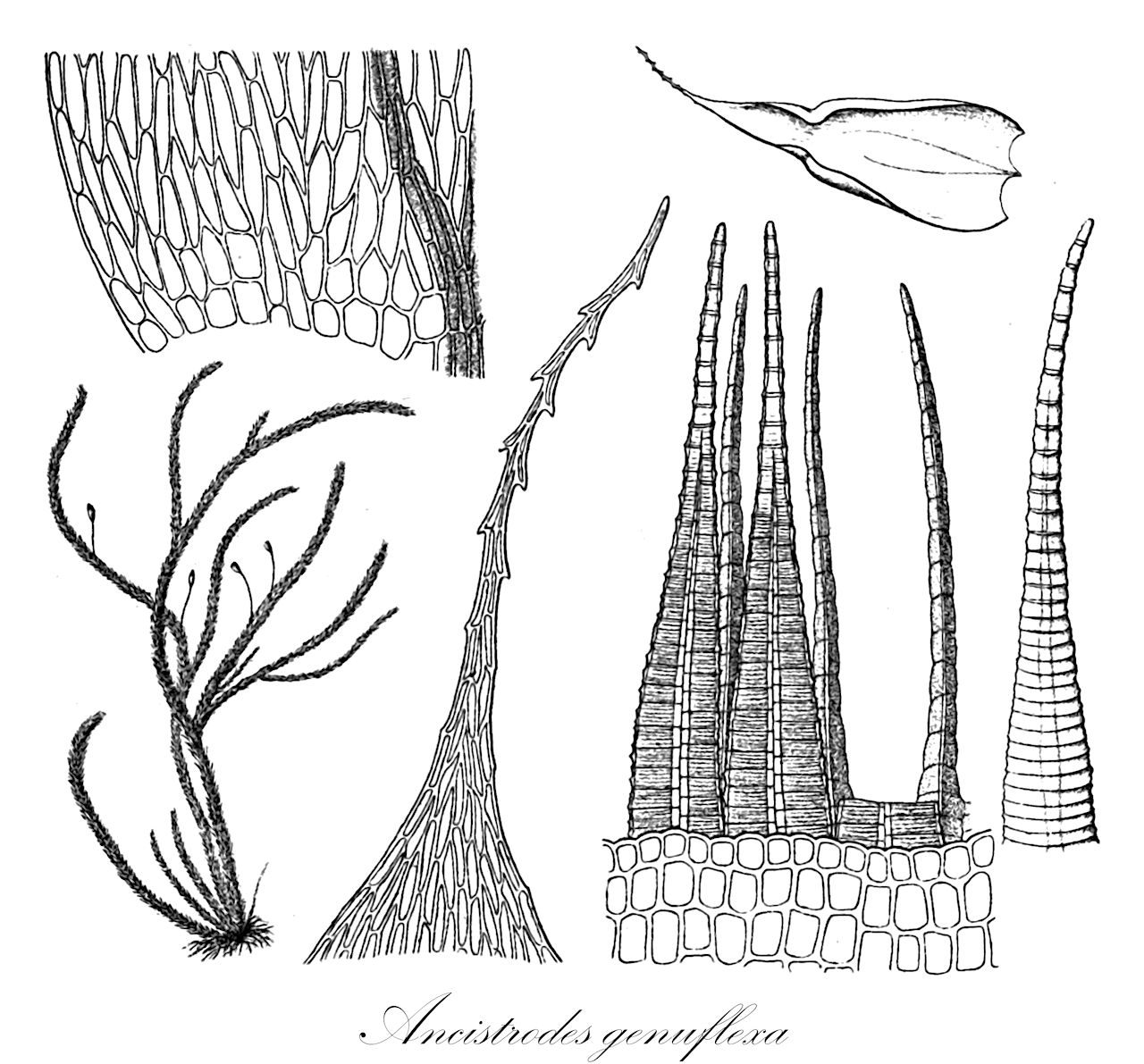Ancistrodes genuflexa - Saulomataceae,Plantae,Bryobiotina,Bryophyta,Bryopsida,Bryidae,Hypnanae,Hookeriales,Saulomataceae,Ancistrodes,Ancistrodes genuflexa,Bryodusenia genuflexa, Duseniella genuflexa, Hookeria ancistrodes, Meteorium ancistrodes, Meteorium genuflexum, Pilotrichum ancistrodes, Pilotrichum genuflexum