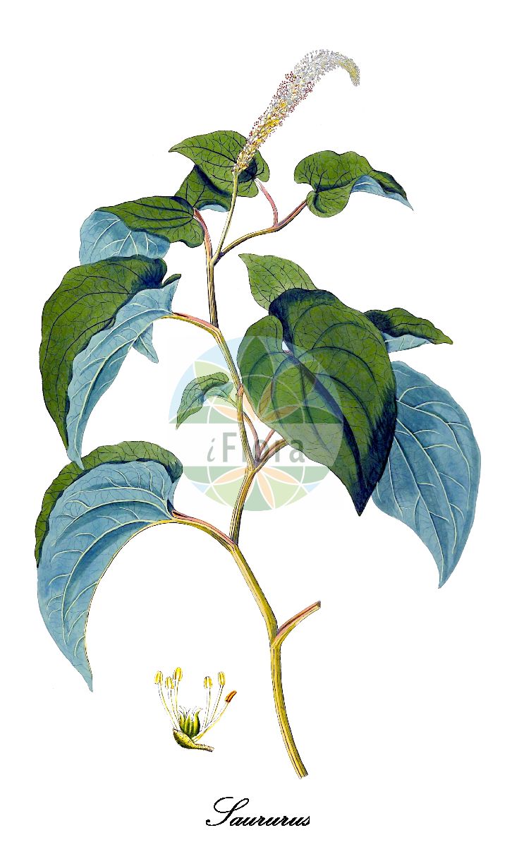 Historische Abbildung von Saururus (Molchschwanz - Lizard's-tail). Das Bild zeigt Blatt, Bluete, Frucht und Same. ---- Historical Drawing of Saururus (Molchschwanz - Lizard's-tail). The image is showing leaf, flower, fruit and seed.(Saururus,Molchschwanz,Lizard's-tail,Saururus,Molchschwanz,Lizard's-tail,Saururaceae,Molchschwanzgewächse,Lizard's-tail Family,Blatt,Bluete,Frucht,Same,leaf,flower,fruit,seed,von Jacquin (1811-1844))