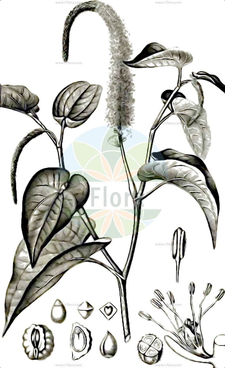 Saururus cernuus - Saururaceae,Plantae,Pteridobiotina,Angiosperms,Piperales,Saururaceae,Saururus,Saururus cernuus,Mattuschkia aquatica, Neobiondia silvestrii, Saururus cernuus f. submersus,Amerikanischer Molchschwanz;Gewähnlicher Eidechsenschwanz;Saururus;lezardelle penchée;lizard's-tail