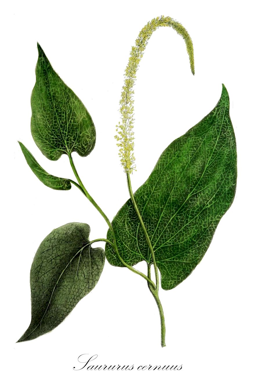 Saururus cernuus - Saururaceae,Plantae,Pteridobiotina,Angiosperms,Piperales,Saururaceae,Saururus,Saururus cernuus,Mattuschkia aquatica, Neobiondia silvestrii, Saururus cernuus f. submersus,Amerikanischer Molchschwanz;Gewähnlicher Eidechsenschwanz;Saururus;lezardelle penchée;lizard's-tail