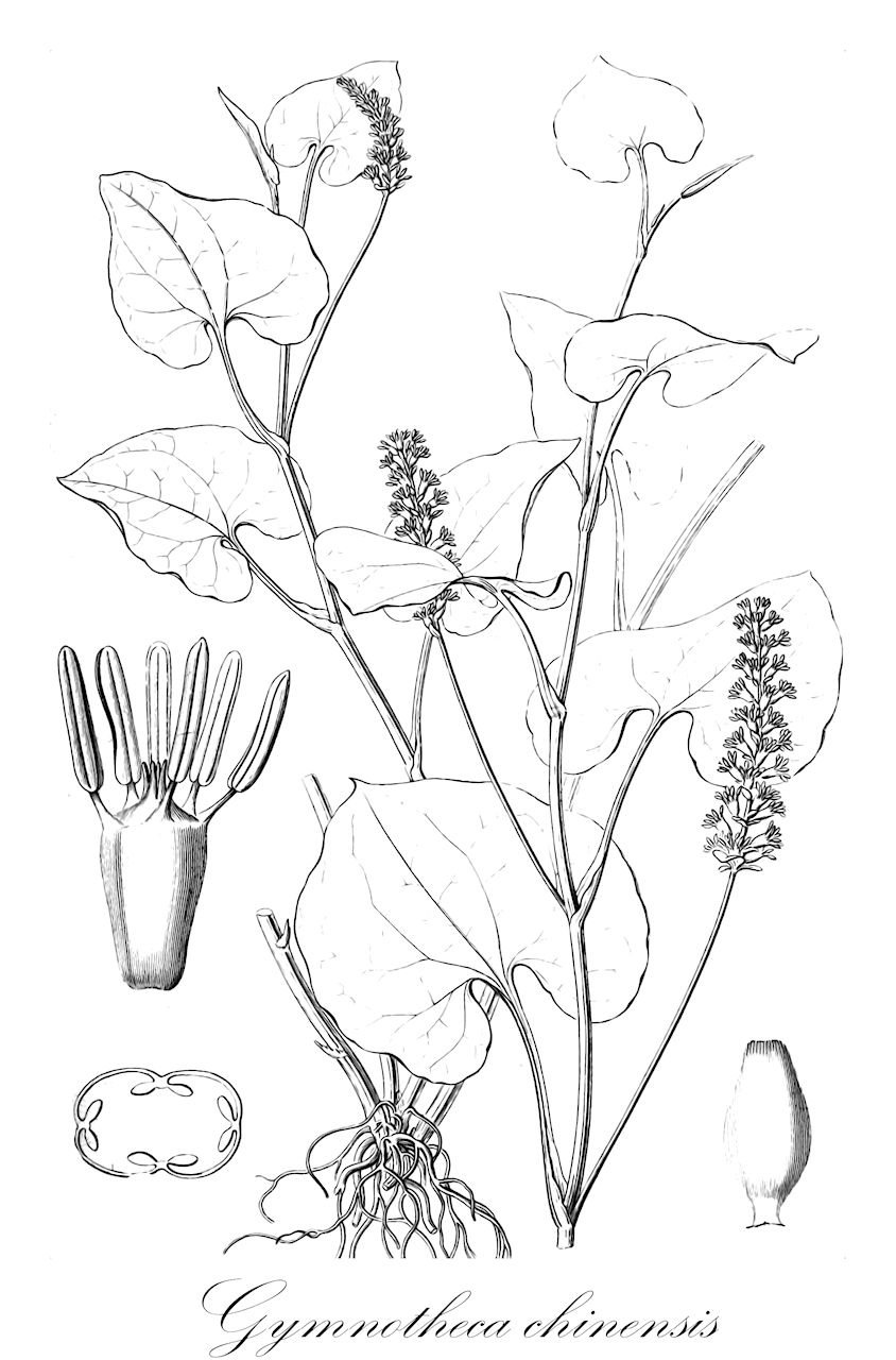 Gymnotheca chinensis - Saururaceae,Plantae,Pteridobiotina,Angiosperms,Piperales,Saururaceae,Gymnotheca,Gymnotheca chinensis,Houttuynia chinensis, Saururus cavaleriei