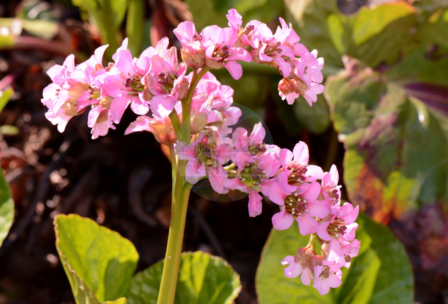 Bergenia crassifolia - Saxifragaceae,Plantae,Pteridobiotina,Angiosperms,Saxifragales,Saxifragaceae,Bergenia,Bergenia crassifolia,Bergenia biflora, Bergenia biflora var. hawortiana, Bergenia bifolia, Bergenia cordifolia, Bergenia coreana, Bergenia crassifolia var. cordifolia, Bergenia crassifolia var. sajanensis, Bergenia media, Geryonia crassifolia, Megasea cordifolia, Megasea crassifolia, Megasea media, Piarophyla cordifolia, Piarophyla elliptica, Saxifraga cordifolia, Saxifraga crassifolia, Saxifraga crassifolia var. elliptica, Saxifraga crassifolia var. obovata, Saxifraga crassifolia var. pauciflora,Bergenie;Herzblättrige Bergenie;Dickblatt-Bergenie;elephant-ears;Bergénie;bergénie à feuilles cordiformes;bergénie à feuilles charnues;Bergenia;бадан сердцелистный;бадан толстолистный;камнеломка толстолистная;hjärtbergenia;bergenia;kæmpestenbræk;bergenia sercowata;bergenia grubolistna;vaskoslevelű bőrlevél;bergenie tučnolistá;bergénia tučnolistá;бадан товстолистий;бергения;hòu yè yán bái cài;厚叶岩白菜