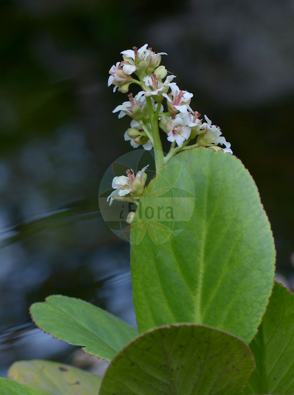 Bergenia stracheyi - Saxifragaceae,Plantae,Pteridobiotina,Angiosperms,Saxifragales,Saxifragaceae,Bergenia,Bergenia stracheyi,Bergenia gorbunovii, Bergenia milesii, Saxifraga milesii, Saxifraga stracheyi,Himalaja-Bergenie