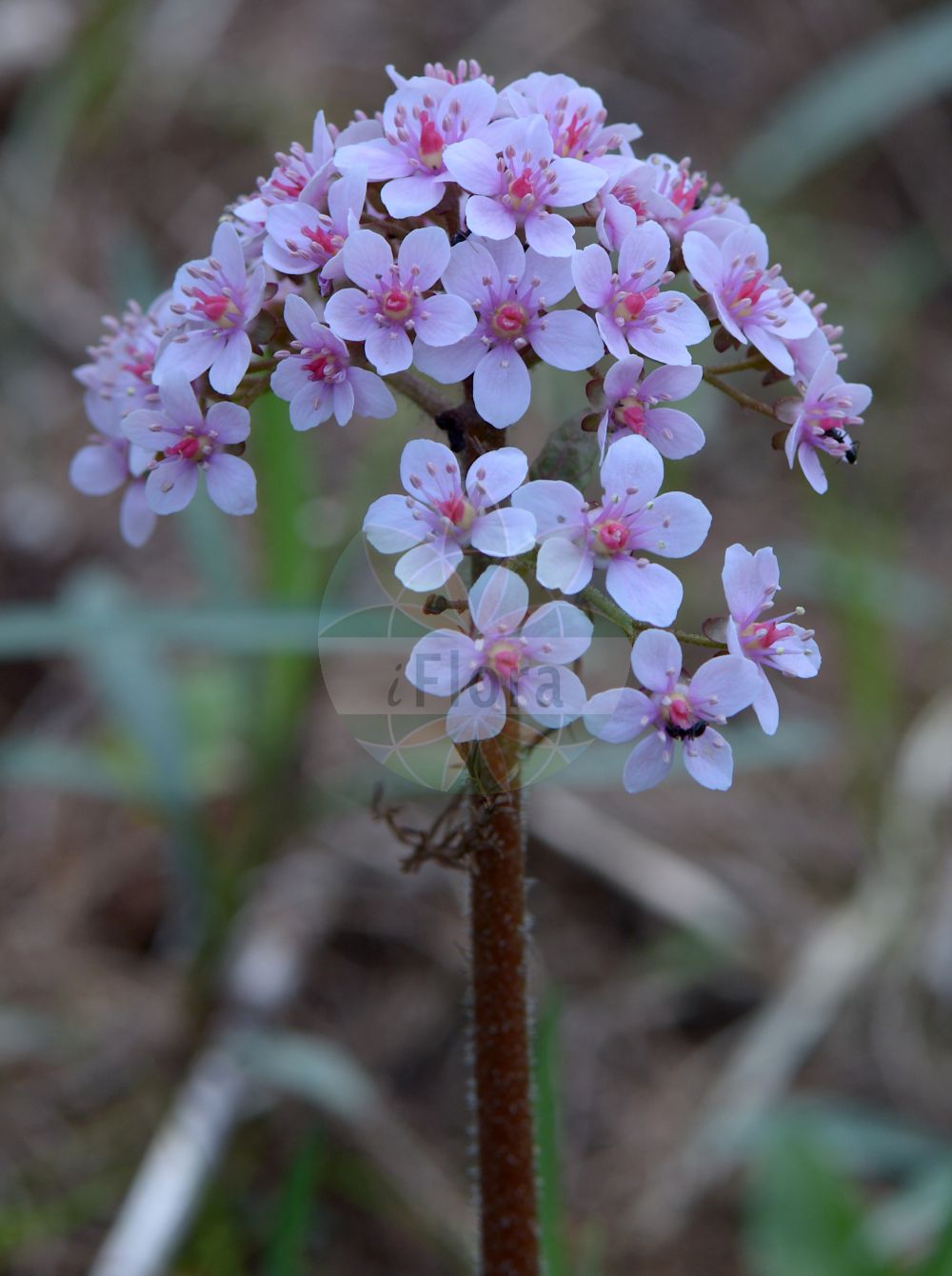 Darmera peltata - Saxifragaceae,Plantae,Pteridobiotina,Angiosperms,Saxifragales,Saxifragaceae,Darmera,Darmera peltata,Leptarrhena inundata, Peltiphyllum peltatum, Saxifraga peltata,Schildblatt;indian-rhubarb;дармера щитовидная;fényképek;darmera štítnatá;darmera štítná