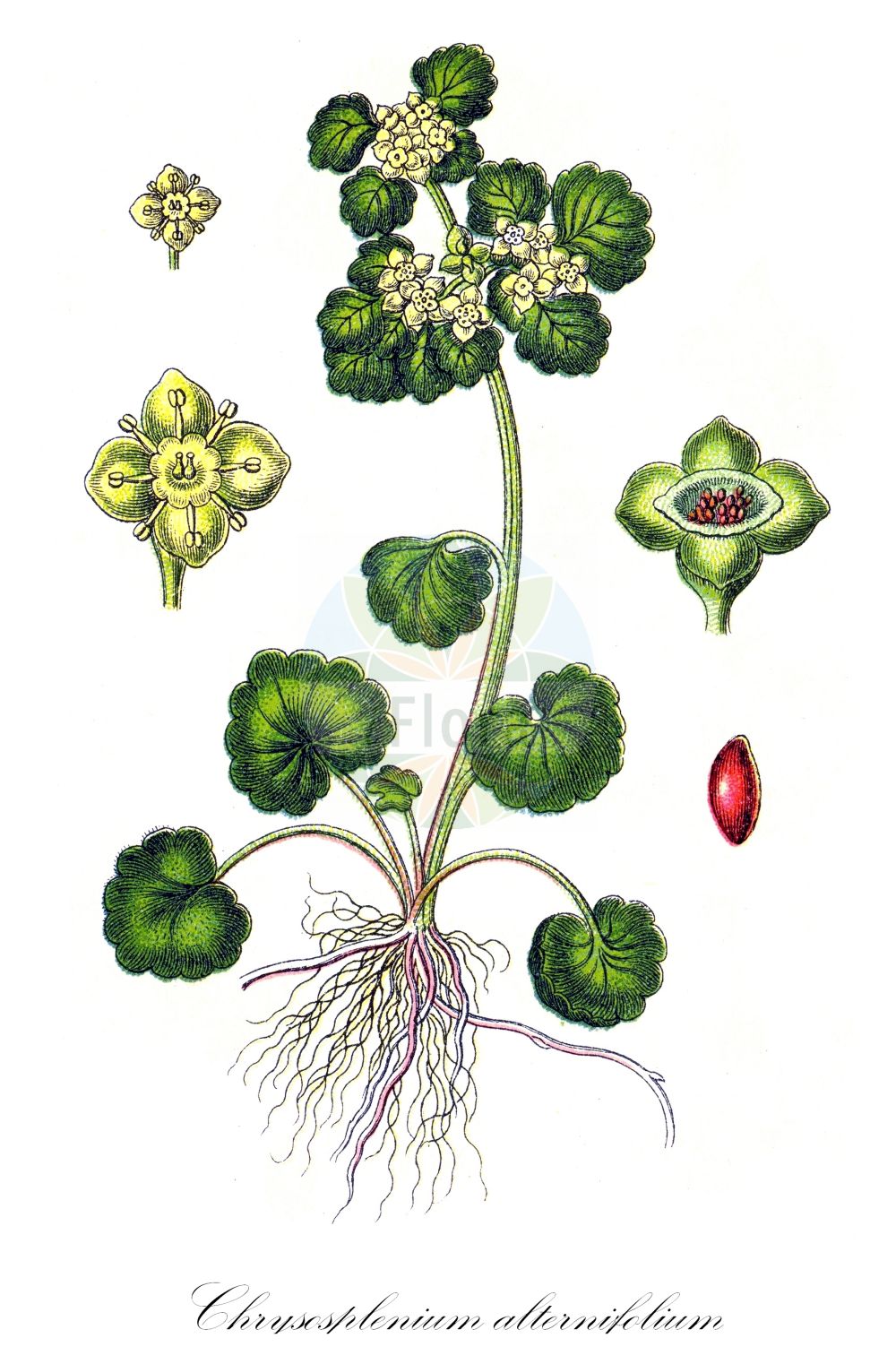 Chrysosplenium alternifolium - Saxifragaceae,Plantae,Pteridobiotina,Angiosperms,Saxifragales,Saxifragaceae,Chrysosplenium,Chrysosplenium alternifolium,Chrysosplenium alternifolium f. iowensis, Chrysosplenium alternifolium var. cuneatum, Chrysosplenium alternifolium var. iowense, Chrysosplenium alternifolium var. laxa, Chrysosplenium alternifolium var. maximum, Chrysosplenium alternifolium var. minimum, Chrysosplenium alternifolium var. obliqua, Chrysosplenium alternifolium var. stricta, Chrysosplenium alternifolium var. virescens, Chrysosplenium geoides, Chrysosplenium nivale, Chrysosplenium rotundifolium,Wechselblättriges Milzkraut;Gold-Milzkraut;alternate-leaved golden-saxifrage;alternate-leaf golden saxifrage;Dorine à feuilles alternes;cresson de rocher;cresson doré;hépatique dorée;herbe à l'archamboucher;scolopendre d'or;Erba milza comune;paarbladig goudveil;селезеночник обыкновенный;sarı çağançiçeği;sherq;izmjeničnolisna žutina;gullpudra;almindelig milturt;śledziennica naprzemianlistna;śledziennica skrętolistna;premenjalnolistni vraničnik;aranyos veselke;mokrýš střídavolistý;splină;slezinovka striedavolistá;жовтяниця черговолиста;жълтина;harilik lepiklill;pamīšlapu pakrēslīte;vanleg maigull;kevätlinnunsilmä;pražangialapė blužnutė