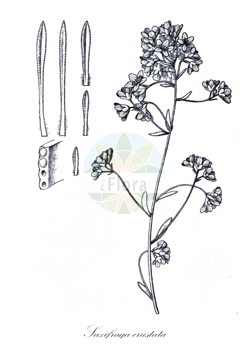 Saxifraga crustata - Saxifragaceae,Plantae,Pteridobiotina,Angiosperms,Saxifragales,Saxifragaceae,Saxifraga,Saxifraga crustata,Saxifraga cotyledon var. incrustata, Saxifraga incrustata, Saxifraga kerneri,Krusten-Steinbrech;sassifraga incrostata;камнеломка инкрустированная;korasta kamenika;skorjasti kamnokreč