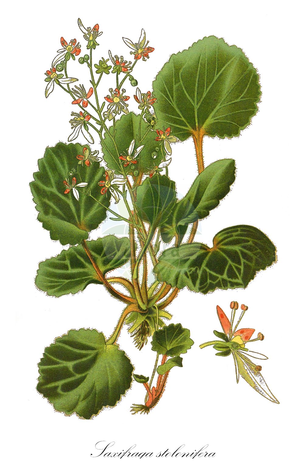 Saxifraga stolonifera - Saxifragaceae,Plantae,Pteridobiotina,Angiosperms,Saxifragales,Saxifragaceae,Saxifraga,Saxifraga stolonifera,Adenogyna sarmentosa, Aphomonix hederacea, Diptera cuscutiformis, Diptera sarmentosa, Diptera sarmentosa, Ligularia sarmentosa, Ligularia sarmentosa, Robertsonia sarmentosa, Rupifraga cuscutiformis, Rupifraga sarmentosa, Saxifraga chaffanjonii, Saxifraga chinensis, Saxifraga cuscutiformis, Saxifraga dumetorum, Saxifraga fortunei var. tricolor, Saxifraga iochanensis, Saxifraga ligulata, Saxifraga sarmentosa, Saxifraga sarmentosa var. cuscutiformis, Saxifraga sarmentosa var. immaculata, Saxifraga sarmentosa var. tricolor, Saxifraga stolonifera f. cuscutiformis, Saxifraga stolonifera var. immaculata, Saxifraga veitchiana, Sekika sarmentosa, Sekika stolonifera,Hängender Steinbrech;Kriechender Steinbrech;strawberry saxifrage;Saxifrage stolonifère;panier du camelot;barbe de vieillard;geranio de fresas;madre de cientos;pelo de la Virgen;ramo de novia;saxífraga;Sassifraga stolonifera;moederplant;barba-de-judeu;mãe-de-mil-filhos;камнеломка корнеотпрысковая;камнеломка побегоносная;gerani maduixa;jagode geranijevog;pokućar koš;veslanje mornar;aronsskägg;jødeskæg;skalnica rozłogowa;yuki-no-shita;ユキノシタ;judeževa brada;pisanolistni kamnokreč;lomikámen výběžkatý;židovský vous;aaroninparta;hǔ ěr cǎo;虎耳草