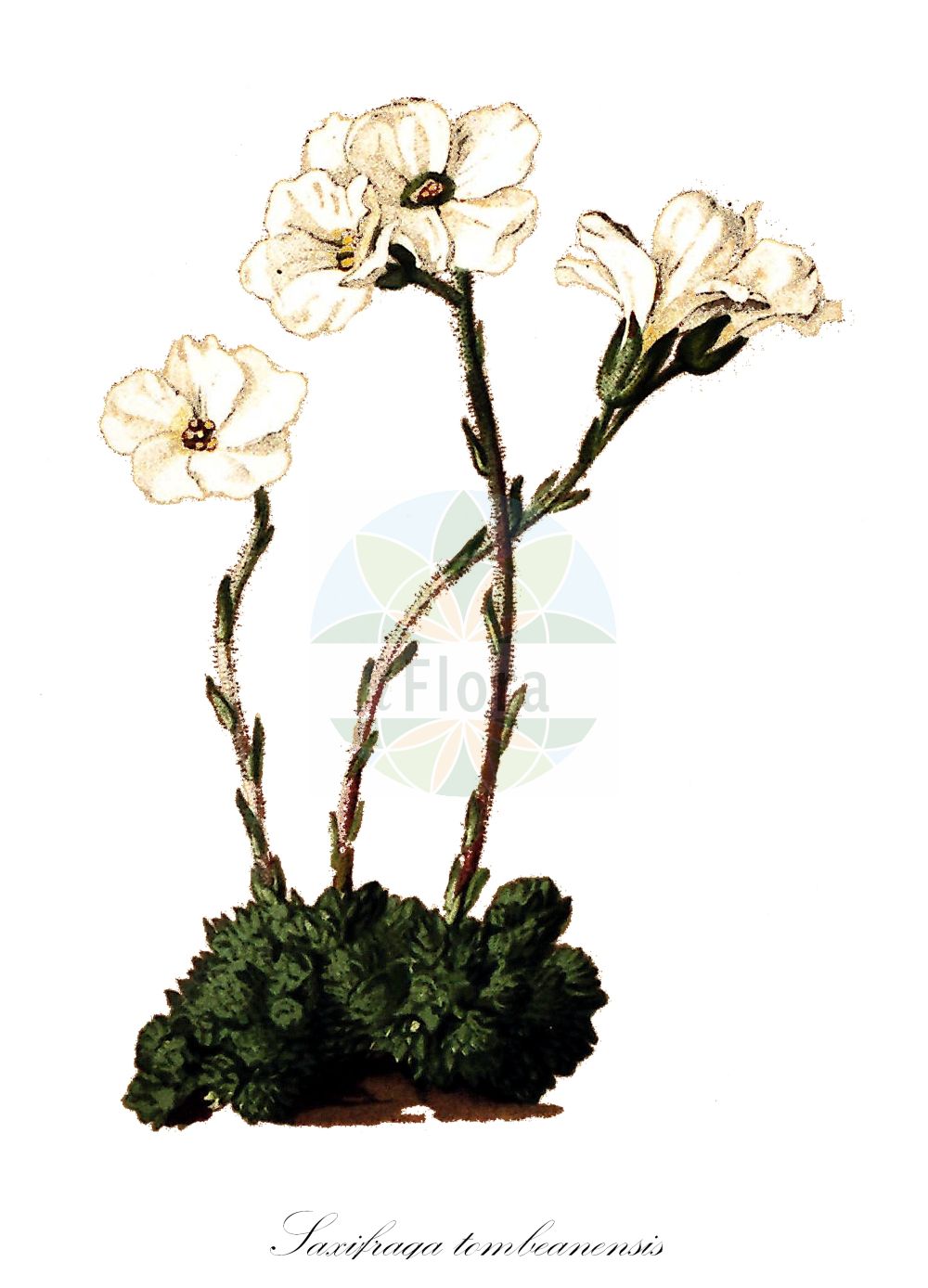 Saxifraga tombeanensis - Saxifragaceae,Plantae,Pteridobiotina,Angiosperms,Saxifragales,Saxifragaceae,Saxifraga,Saxifraga tombeanensis,Tombea-Steinbrech;saxifrage de la Cima Tombea;saxifrage judicarienne;sassifraga del Monte Tombea