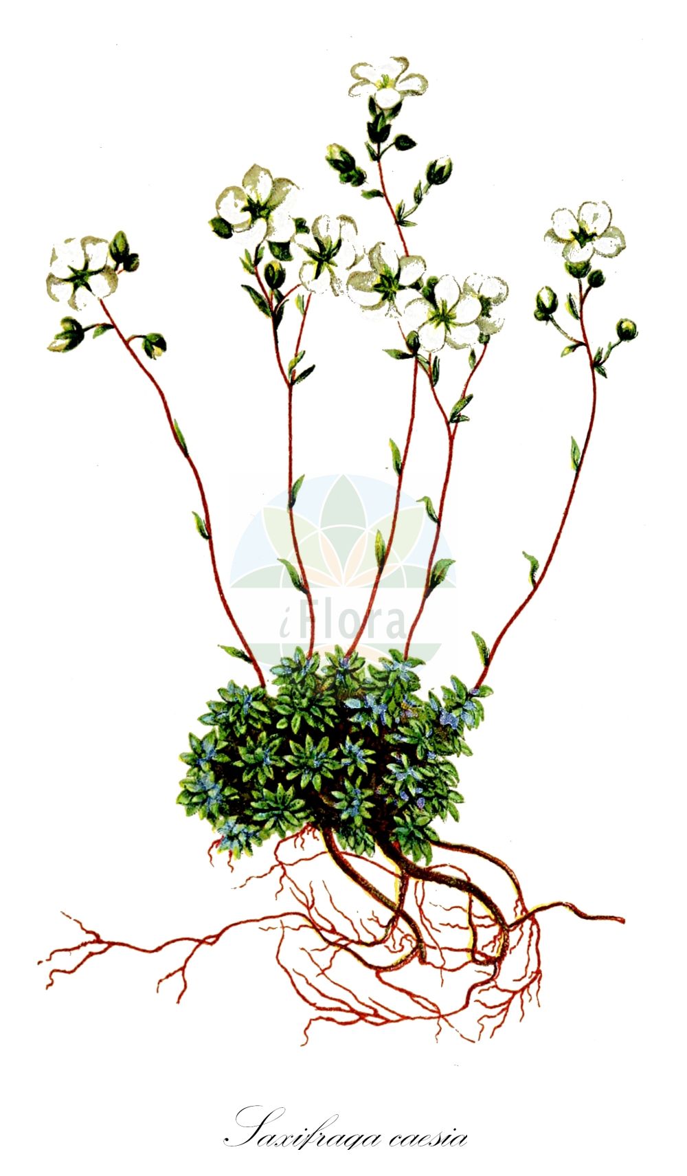 Saxifraga caesia - Saxifragaceae,Plantae,Pteridobiotina,Angiosperms,Saxifragales,Saxifragaceae,Saxifraga,Saxifraga caesia,Chondrosea caesia, Chondrosea patens, Evaiezoa caesia, Saxifraga recurvifolia,Blaugrüner Steinbrech;Bläulicher Steinbrech;blue green saxifrage;blue-leaved saxifrage;bluish-grey saxifrage;Saxifrage bleuâtre;saxífraga;Sassifraga verdazzurra;sassifraga verdazzura;камнеломка серо-голубая;saxífraga;modrozelena kamenika;skalnica seledywona;sinjezeleni kamnokreč