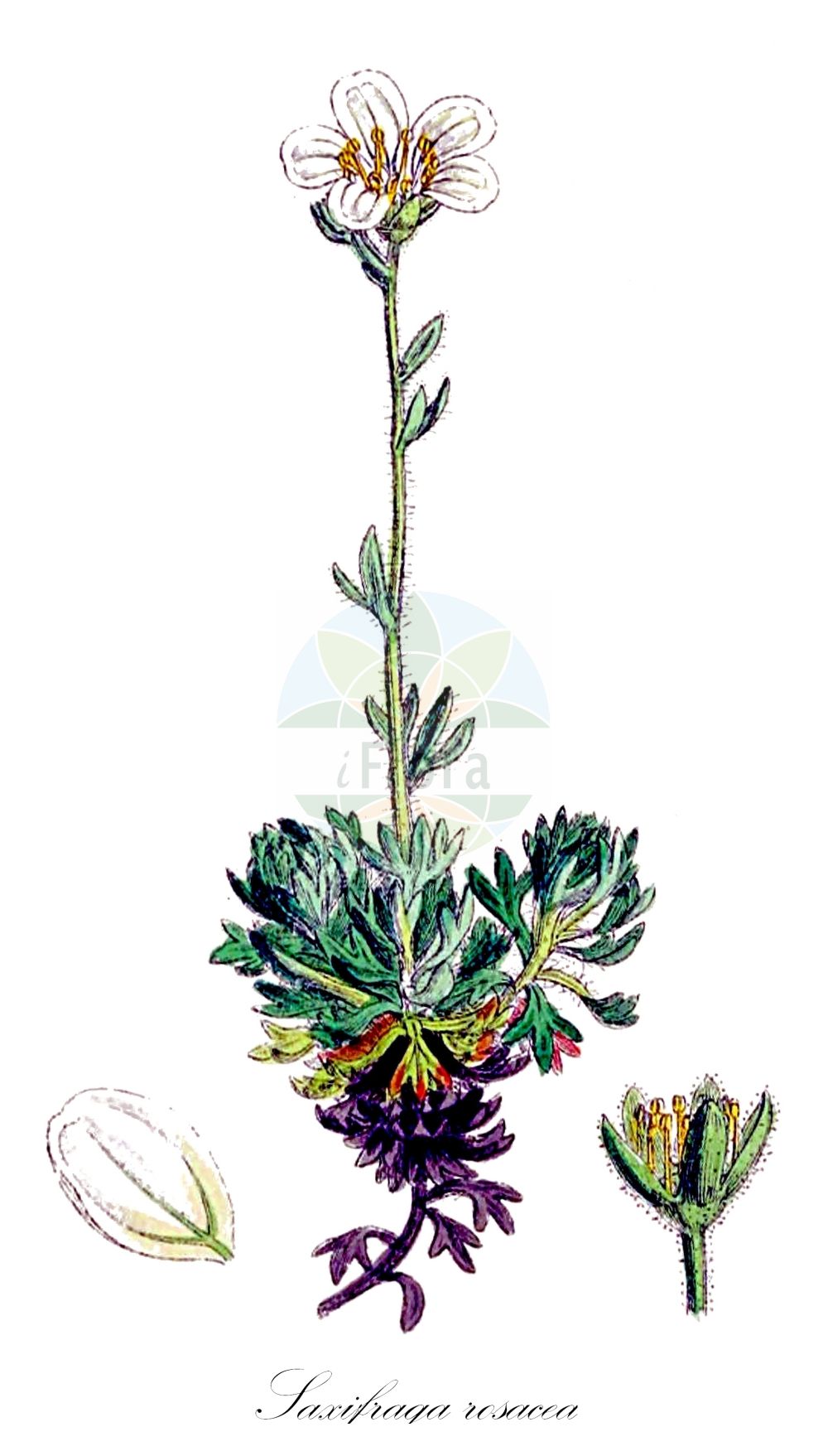 Saxifraga rosacea - Saxifragaceae,Plantae,Pteridobiotina,Angiosperms,Saxifragales,Saxifragaceae,Saxifraga,Saxifraga rosacea,Evaiezoa pedatifida, Muscaria decipiens, Saxifraga canescens, Saxifraga decipiens, Saxifraga geranioides subsp. pedatifida, Saxifraga palmata, Saxifraga pedatifida,Rasen-Steinbrech;Gewöhnlicher Rasen-Steinbrech;Sponheimer Steinbrech;Rheinischer Steinbrech;Rosen-Steinbrech;irish saxifrage;Saxifrage rose;saxifrage cespiteuse;saxifrage trompeuse;Sassifraga rosacea;камнеломка розовая;mattbräcka;kumomagusa;クモマグサ;lomikámen trsnatý;lomikameň;toppasteinbrjótur