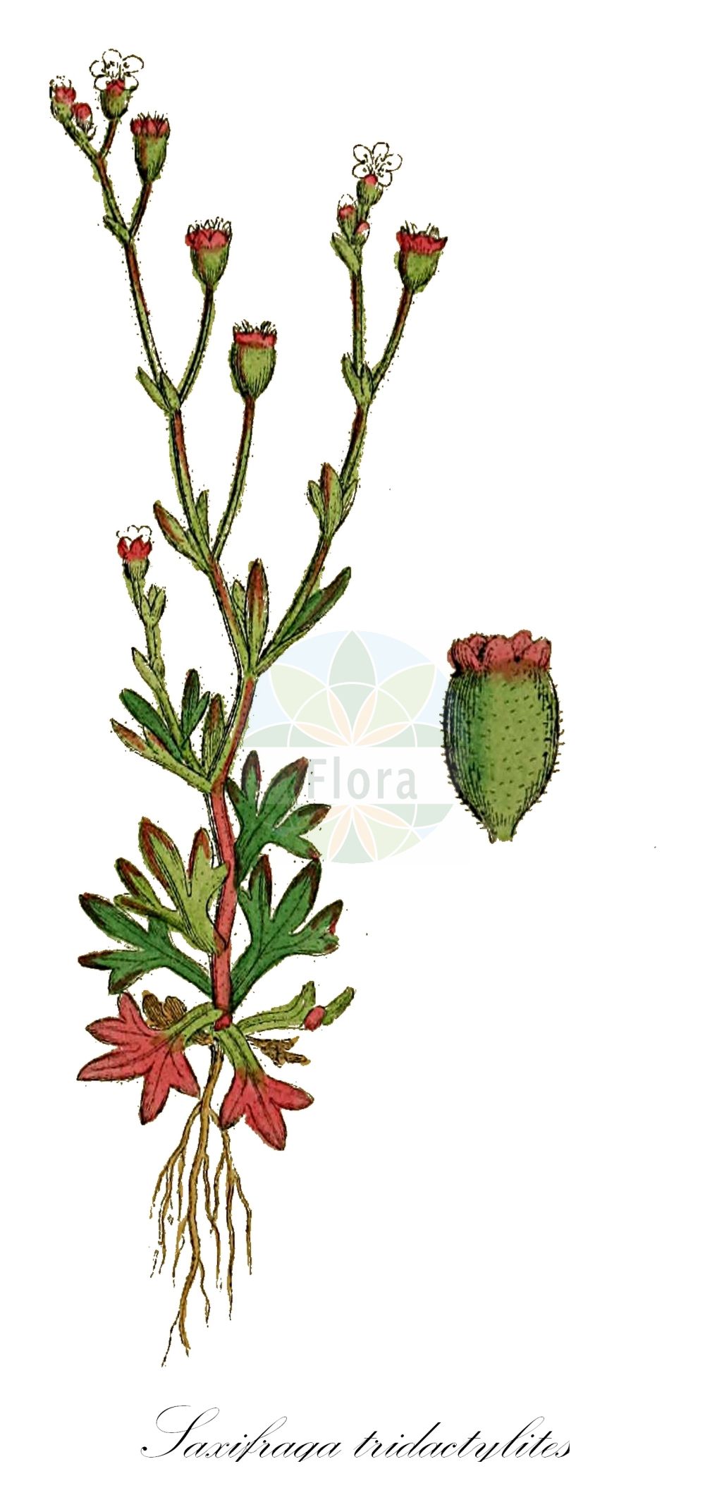 Saxifraga tridactylites - Saxifragaceae,Plantae,Pteridobiotina,Angiosperms,Saxifragales,Saxifragaceae,Saxifraga,Saxifraga tridactylites,Saxifraga annua, Saxifraga barbuloides, Saxifraga digitata, Saxifraga exilis, Saxifraga minuta, Saxifraga monodactylites, Saxifraga pseudoadscendens, Saxifraga tenerrima, Tridactylites annuus,Finger-Steinbrech;Dreifinger-Steinbrech;Dreifingeriger Steinbrech;rue-leaved saxifrage;rueleaf saxifrage;Saxifrage à trois doigts;perce-pierre;petite saxifrage;saxifrage rouge;saxífraga pequeña roja;Lucernicchia;Sassifraga annuale;kandelaartje;saxifragia;камнеломка трёхпалая;üçtaşkıran;iriqëz;iriqëza tregishtash;saxífraga de tres dits;prstasta kamenika;grusbräcka;trekløft-stenbræk;skalnica trójpalczasta;triprsti kamnokreč;apró kőtörőfű;lomikámen trojprstý;lomikameň trojprstý;ломикамінь трипальчастий;трипръстна каменоломка;väike kivirik;trejzobu akmeņlauzīte;trefingersildre;mäkirikko;каменика;beka'tzur shelosh-ha'unnot;בְּקַעְצוּר שְׁלוֹשׁ-הָאֻנּוֹת;tripirštė;σαξιφράγα
