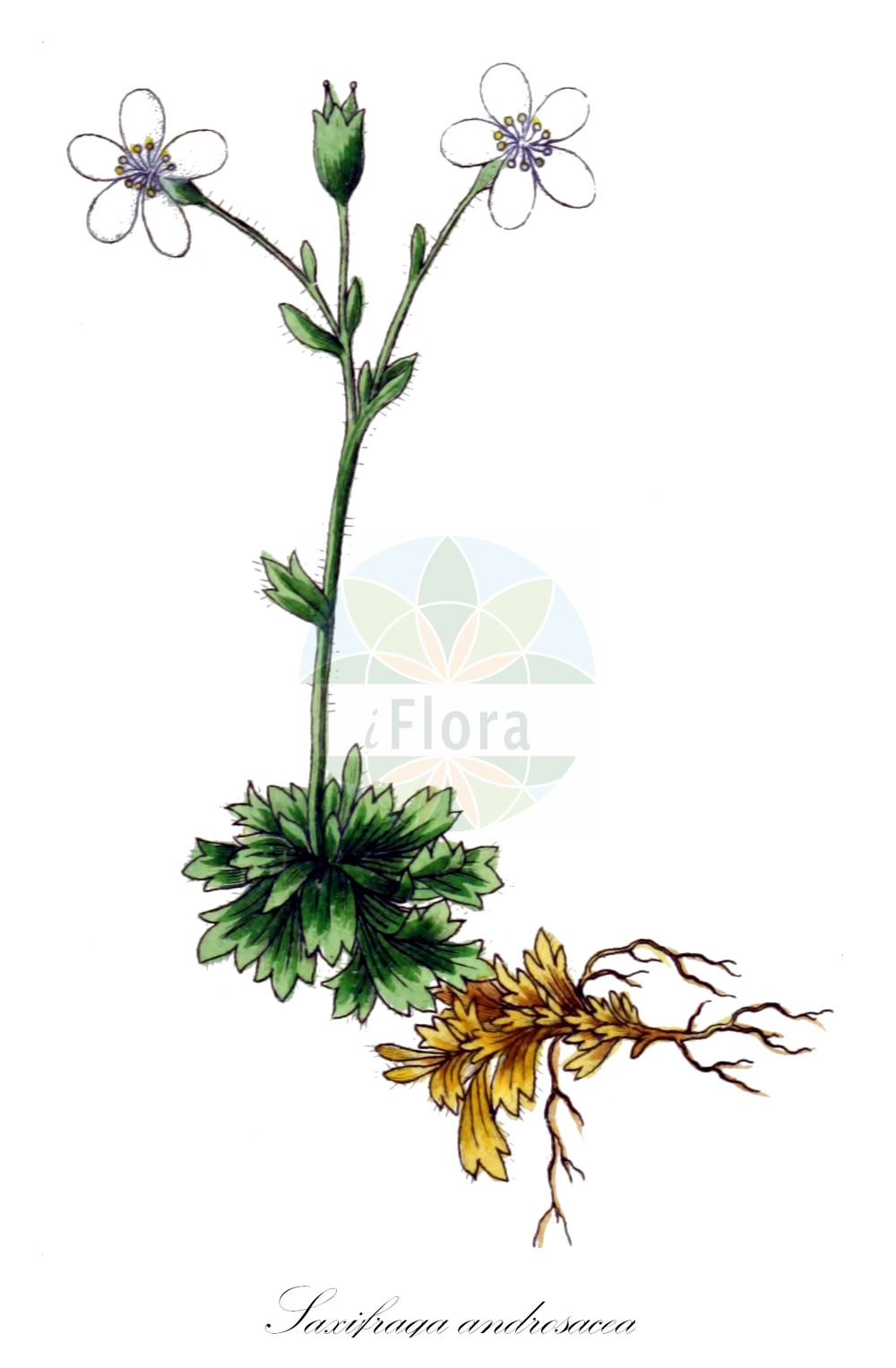 Saxifraga androsacea - Saxifragaceae,Plantae,Pteridobiotina,Angiosperms,Saxifragales,Saxifragaceae,Saxifraga,Saxifraga androsacea,Evaiezoa androsacea, Saxifraga foliosa, Saxifraga lanceolata, Saxifraga multinervis, Saxifraga pyrenaica,Mannsschild-Steinbrech;scree saxifrage;Saxifrage androsace;saxifrage androsacée;saxifrage fausse-androsace;Sassifraga rosulata;камнеломка проломниковая;iriqëz;planinska kamenika;skalnica naradkowata;oklepasti kamnokreč;ломикамінь переломниковий;оклопова каменоломка