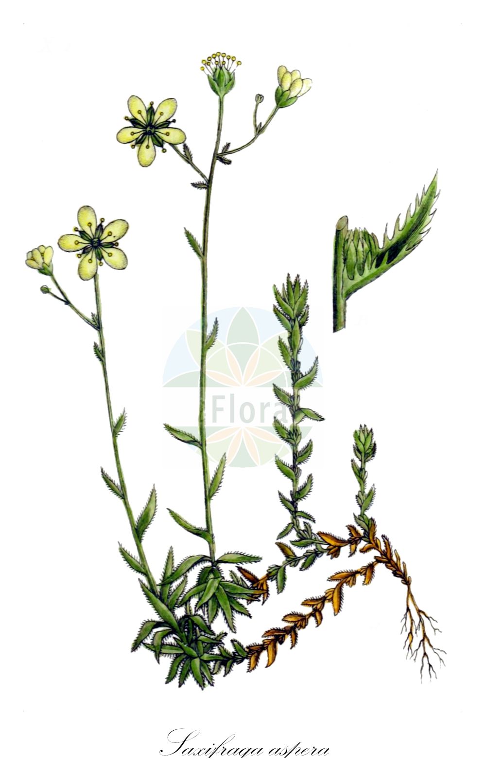 Saxifraga aspera - Saxifragaceae,Plantae,Pteridobiotina,Angiosperms,Saxifragales,Saxifragaceae,Saxifraga,Saxifraga aspera,Ciliaria aspera, Saxifraga aspera subsp. etrusca, Saxifraga etrusca, Saxifraga hugueninii, Saxifraga orfilae,Rauher Steinbrech;Rauer Steinbrech;rough saxifrage;stiff-haired saxifrage;Saxifrage rude;Sassifraga spinulosa;камнеломка шероховатая;saxífraga;kamenika trnasta