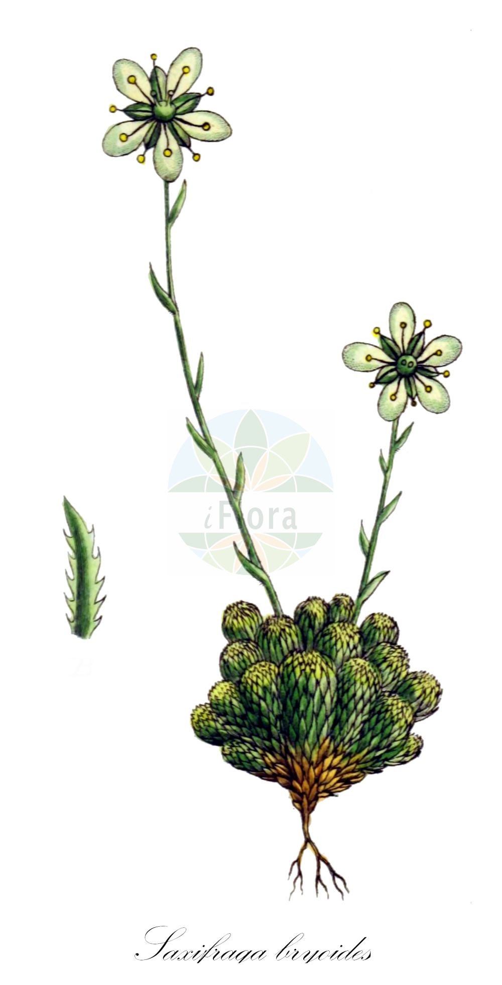 Saxifraga bryoides - Saxifragaceae,Plantae,Pteridobiotina,Angiosperms,Saxifragales,Saxifragaceae,Saxifraga,Saxifraga bryoides,Ciliaria bryoides,Moos-Steinbrech;Moosartiger Steinbrech;mossy saxifrage;Saxifrage mousse;saxifrage faux-bryum;Sassifraga brioide;камнеломка моховидная;saxífraga brioide;skalnica mchowata;skalnica mechowata;ломикамінь моховидний;мъховидна каменоломка