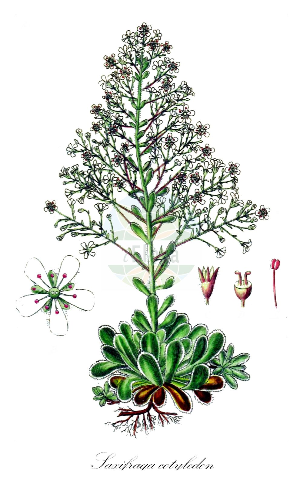 Saxifraga cotyledon - Saxifragaceae,Plantae,Pteridobiotina,Angiosperms,Saxifragales,Saxifragaceae,Saxifraga,Saxifraga cotyledon,Chondrosea cotyledon, Chondrosea pyramidalis, Saxifraga montavoniensis, Saxifraga pyramidalis, Saxifraga pyramidata,Pracht-Steinbrech;Montafoner Steinbrech;Fettblatt-Steinbrech;Strauß-Steinbrech;great alpine rockfoil;greater evergreen saxifrage;Saxifrage cotylédon;saxifrage pyramidale;saxífraga;Sassifraga dei graniti;sannicola delle Alpi;sassifraga piramidale;камнеломка котиледон;fjällbrud;bjergfrue;bergfrue;klettafrú