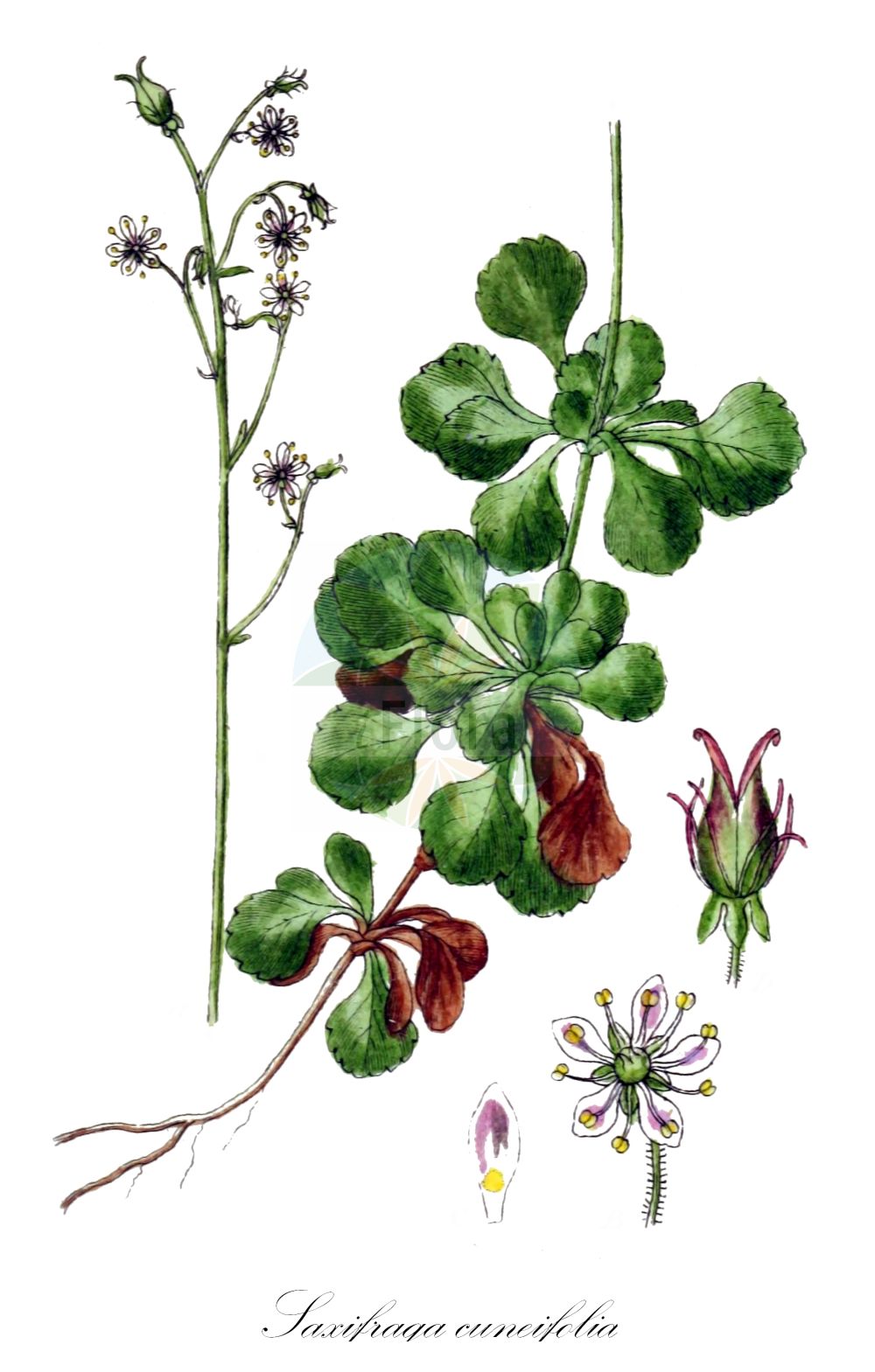 Saxifraga cuneifolia - Saxifragaceae,Plantae,Pteridobiotina,Angiosperms,Saxifragales,Saxifragaceae,Saxifraga,Saxifraga cuneifolia,Hydatica cuneifolia, Robertsonia cuneifolia, Saxifraga capillaris, Saxifraga excavata, Saxifraga infundibulum, Saxifraga multicaulis, Saxifraga tozetta,Keilblättriger Steinbrech;lesser londonpride;shield-leaved saxifrage;Saxifrage à feuilles en coin;amourette des jardins;désespoir des peintres;mignonnette;Sassifraga a foglie cuneate;sassifraga mestoletta;sassifraga spruzzolata;камнеломка клинолистная;klinastolisna kamenika;skalnica klinolistna;klinolistni kamnokreč;éklevelű kôtörôfű;lomikámen klínolistý;lomikameň