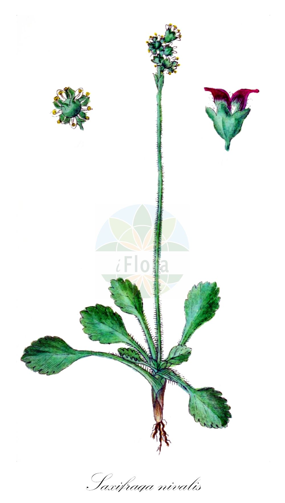 Micranthes nivalis - Saxifragaceae,Plantae,Pteridobiotina,Angiosperms,Saxifragales,Saxifragaceae,Micranthes,Micranthes nivalis,Dermasea nivalis, Micranthes kumlienii, Robertsonia nivalis, Saxifraga kumlienii, Saxifraga longiscapa, Saxifraga nigricans, Saxifraga nivalis, Saxifraga nivalis f. longipetiolata, Saxifraga nivalis f. nivalis, Saxifraga nivalis var. nivalis, Saxifraga obtusa, Saxifraga primulifolia,Schnee-Steinbrech;alpine saxifrage;saxifrage des neiges;камнеломка снежная;fjällbräcka;sne-stenbræk;skalnica śnieżna;snæsteinbrjótur