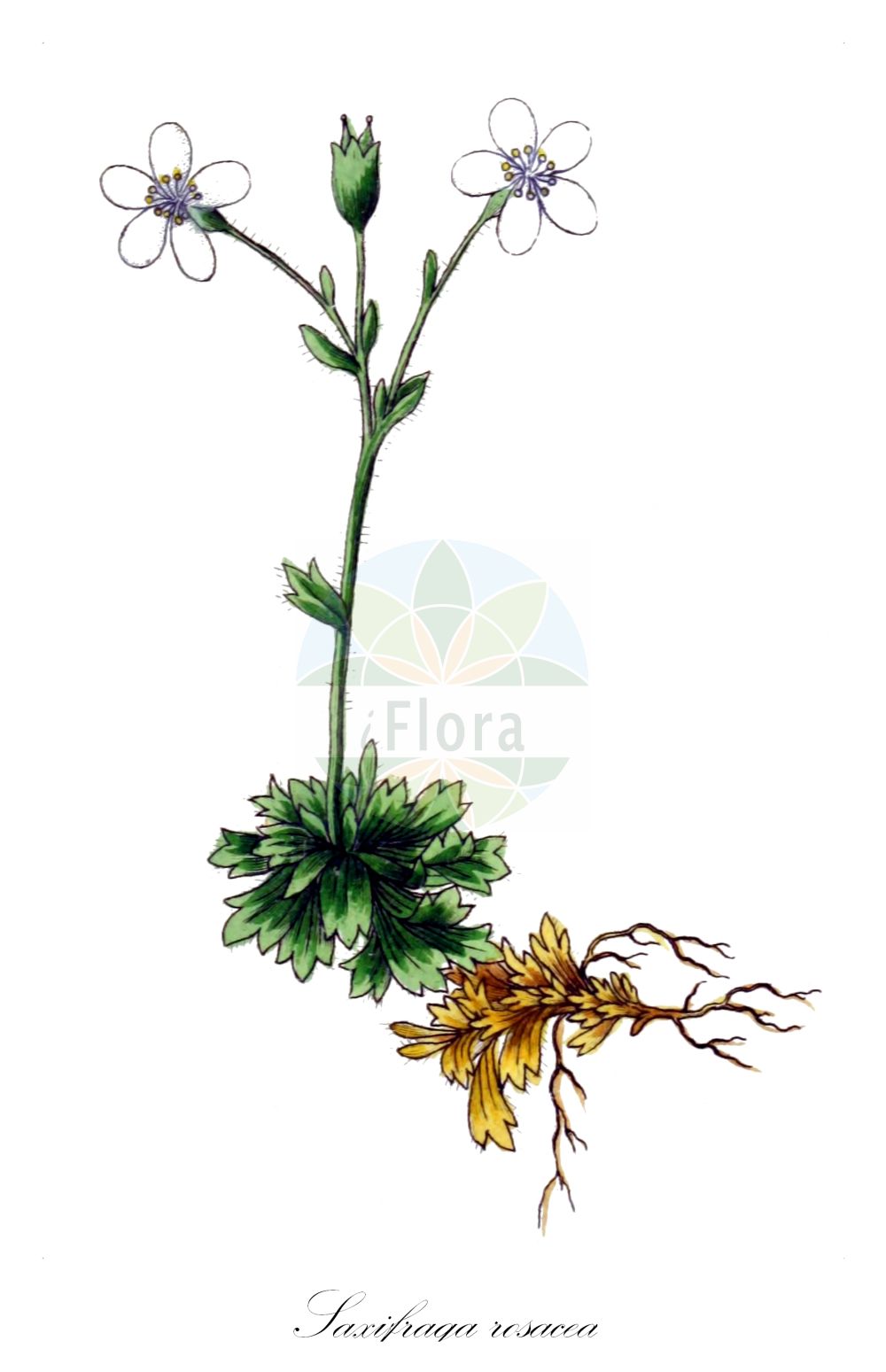 Saxifraga rosacea - Saxifragaceae,Plantae,Pteridobiotina,Angiosperms,Saxifragales,Saxifragaceae,Saxifraga,Saxifraga rosacea,Evaiezoa pedatifida, Muscaria decipiens, Saxifraga canescens, Saxifraga decipiens, Saxifraga geranioides subsp. pedatifida, Saxifraga palmata, Saxifraga pedatifida,Rasen-Steinbrech;Gewöhnlicher Rasen-Steinbrech;Sponheimer Steinbrech;Rheinischer Steinbrech;Rosen-Steinbrech;irish saxifrage;Saxifrage rose;saxifrage cespiteuse;saxifrage trompeuse;Sassifraga rosacea;камнеломка розовая;mattbräcka;kumomagusa;クモマグサ;lomikámen trsnatý;lomikameň;toppasteinbrjótur