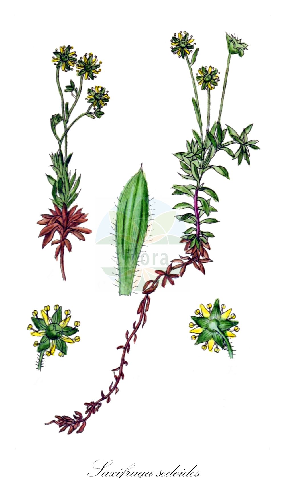 Saxifraga sedoides - Saxifragaceae,Plantae,Pteridobiotina,Angiosperms,Saxifragales,Saxifragaceae,Saxifraga,Saxifraga sedoides,Evaiezoa trichodes, Saxifraga hohenwartii f. tomentosa, Saxifraga sedoides subsp. tomentosa, Saxifraga sedoides var. brevipes, Saxifraga sedoides var. colorata, Saxifraga trichodes,Mauerpfeffer-Steinbrech;Fetthennen-Steinbrech;Fettkraut-Steinbrech;saxifrage faux-orpin;sassifraga setolosa;камнеломка очитковидная;iriqëz;kamenika bodkasta;homulični kamnokreč