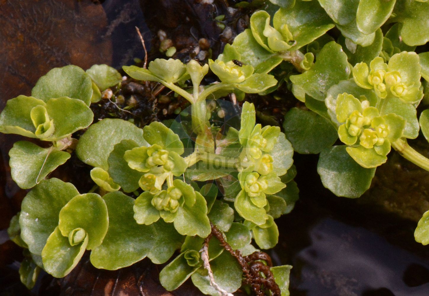Chrysosplenium oppositifolium - Saxifragaceae,Plantae,Pteridobiotina,Angiosperms,Saxifragales,Saxifragaceae,Chrysosplenium,Chrysosplenium oppositifolium,Chrysosplenium auriculatum, Chrysosplenium octandrum, Chrysosplenium repens, Saxifraga aurea,Gegenblättriges Milzkraut;opposite-leaved golden-saxifrage;golden saxifrage;Dorine à feuilles opposées;chrysosplénion;cresson de rocher;cresson doré;hépatique des marais;hépatique dorée;saxifrage dorée;saxifraga dorada;Erba milza con foglie opposte;verspreidbladig goudveil;селезёночник супротивнолистный;nasuprotnolisna žutina;kustgullpudra;småbladet milturt;śledziennica naprzeciwlistna;nasprotnolistni vraničnik;havasi veselke;mokrýš vstřícnolistý;slezinovka protistojnolistá