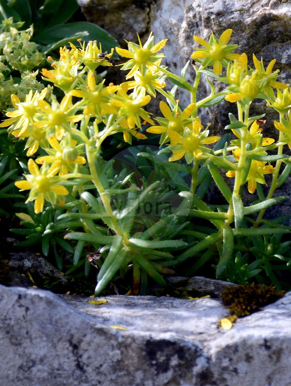 Saxifraga aizoides - Saxifragaceae,Plantae,Pteridobiotina,Angiosperms,Saxifragales,Saxifragaceae,Saxifraga,Saxifraga aizoides,Evaiezoa aizoides, Leptasea aizoides, Leptasea aizoides f. crocea, Leptasea vanbruntiae, Muscaria crocea, Saxifraga aizoidea, Saxifraga aizoides var. crocea, Saxifraga aizoidoides, Saxifraga atrorubens, Saxifraga autumnalis, Saxifraga crocea, Saxifraga vanbruntiae,Bach-Steinbrech;Fetthennen-Steinbrech;yellow saxifrage;evergreen saxifrage;yellow mountain saxifrage;saxifrage jaune;Saxifrage ciliée;Saxifrage des ruisseaux;saxifrage faux-aïzoon;Sassifraga cigliata;sassifraga gialla;камнеломка жестколистная;iriqëz;saxífraga aizoide;trepavičava kamenika;gullbräcka;sol-stenbræk;skalnica nakrapiana;vednozeleni kamnokreč;ochii șoricelului;ломикамінь аїзовидний;жълта каменоломка;gullsteinbrjótur