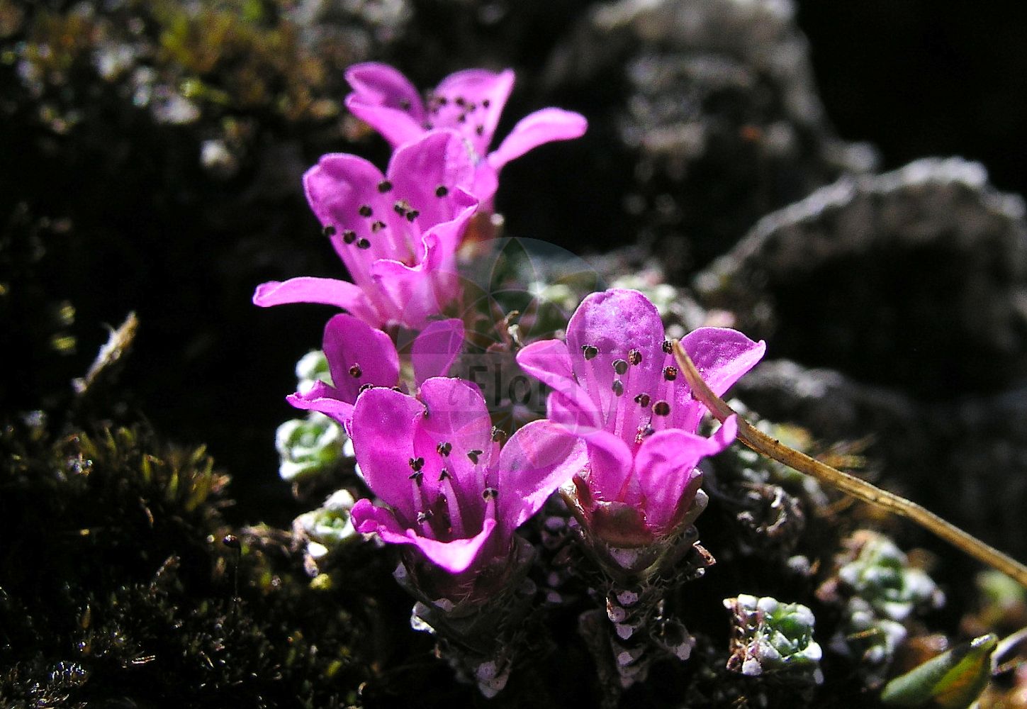 Saxifraga oppositifolia - Saxifragaceae,Plantae,Pteridobiotina,Angiosperms,Saxifragales,Saxifragaceae,Saxifraga,Saxifraga oppositifolia,Antiphylla asiatica, Antiphylla caerulea, Antiphylla oppositifolia, Evaiezoa oppositifolia, Saxifraga asiatica, Saxifraga biflora subsp. epirotica, Saxifraga caerulea, Saxifraga czekanowskii, Saxifraga hegetschweileri, Saxifraga latina, Saxifraga meridionalis, Saxifraga meridionalis var. latina, Saxifraga oppositifolia f. oppositifolia, Saxifraga oppositifolia subsp. asiatica, Saxifraga oppositifolia subsp. oppositifolia, Saxifraga oppositifolia var. meridionalis, Saxifraga vaccarii,Gegenblättriger Steinbrech;Eigentlicher Gegenblättriger Steinbrech;Roter Steinbrech;Bodensee-Steinbrech;Gegenblättriger Steinbrech;Rudolph-Steinbrech;Wimper-Steinbrech;purple saxifrage;purple mountain saxifrage;saxifrage à feuilles opposées;golden bitterbush;purple mountain saxifrage;Saxifrage à feuilles opposées;saxifrage de Murith;romperrocas púrpura;saxífraga púrpura;Sassifraga a foglie opposte;sassifraga a foglie opposte;камнеломка супротивнолистная;iriqëz;herba de les set sagnies;saxífraga opositifòlia;nasuprotnolisna kamenika;purpurbräcka;purpur-stenbræk;skalnica naprzeciwlistna;nasprotnolistni kamnokreč;fedelékes kőtörőfű;lomikámen vstřícnolistý;saxifragă roșie;lomikameň protistojnolistý;ломикамінь;арктична каменоломка;vetrarblóm;nuó wēi hǔ ěr cǎo;挪威虎耳草