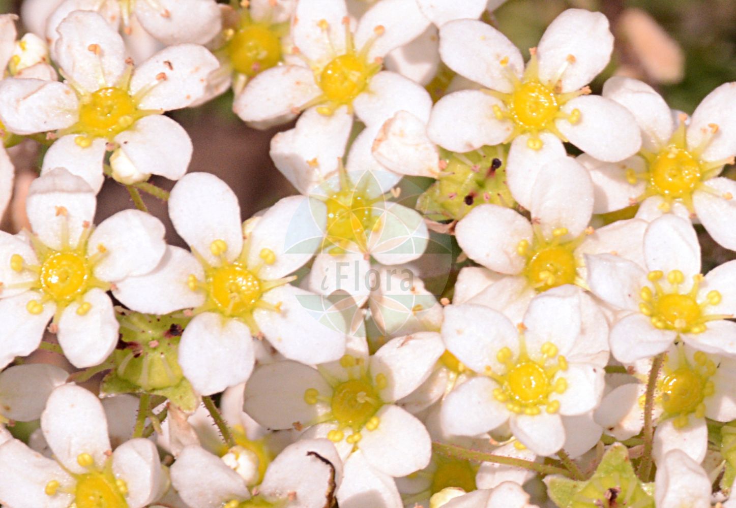 Saxifraga paniculata - Saxifragaceae,Plantae,Pteridobiotina,Angiosperms,Saxifragales,Saxifragaceae,Saxifraga,Saxifraga paniculata,Chondrosea aizoon, Chondrosea aizoopsis, Chondrosea alpicola, Chondrosea beugesiaca, Chondrosea brevicaulis, Chondrosea calcarea, Chondrosea carthusiana, Chondrosea cartilaginea, Chondrosea flexipes, Chondrosea glabrata, Chondrosea glareosa, Chondrosea gracilescens, Chondrosea laevigata, Chondrosea leptopetala, Chondrosea orophila, Chondrosea paniculata, Chondrosea paniculata subsp. neogaea, Chondrosea patulipes, Chondrosea petrophila, Chondrosea punctillata, Chondrosea pusilla, Chondrosea refracta, Chondrosea rosella, Chondrosea rosularis, Chondrosea valida, Chondrosea virgata, Chondrosea viridula, Saxifraga aizoon, Saxifraga aizoon subsp. laestadii, Saxifraga aizoon var. neogaea, Saxifraga aizoonia, Saxifraga brevifolia, Saxifraga carinthiaca, Saxifraga cartilaginea, Saxifraga chlorantha, Saxifraga ciliolata, Saxifraga compacta, Saxifraga cordi, Saxifraga cultrata, Saxifraga dilatata, Saxifraga elatior, Saxifraga erecta, Saxifraga intacta, Saxifraga kolenatiana, Saxifraga laeta, Saxifraga maculata, Saxifraga malyi, Saxifraga neglecta, Saxifraga notata, Saxifraga paniculata subsp. cartilaginea, Saxifraga paniculata subsp. laestadii, Saxifraga paniculata subsp. neogaea, Saxifraga paniculata subsp. stabiana, Saxifraga recta, Saxifraga robusta, Saxifraga rosularis, Saxifraga stabiana, Saxifraga stenoglossa, Saxifraga sturmiana, Saxifraga zeleborii,Trauben-Steinbrech;Rispen-Steinbrech;Hauslauch-Steinbrech;livelong saxifrage;white mountain saxifrage;saxifrage paniculée;Saxifrage paniculée;aïzoon;saxifrage aïzoon;saxifrage toujours vivante;saxífraga;Sassifraga alpina;sassifraga aizoon;sassifraga sedo alpino;камнеломка живучая;камнеломка метельчатая;камнеломка молодило;nasırlı taşkıran;iriqëz;herba de talls;onosma borda;saxífraga paniculada;metličasta kamenika;äkta silverbräcka;skalnica gronkowa;grozdasti kamnokreč;fürtös kőtörőfű;lomikámen vždyživý;iarba surzilor;lomikameň metlinatý;ломикамінь волосистий;дебелецова каменоломка;bergjunker;bergsteinbrjótur;гроздаста каменика