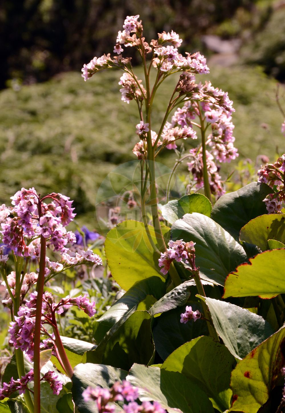 Bergenia crassifolia - Saxifragaceae,Plantae,Pteridobiotina,Angiosperms,Saxifragales,Saxifragaceae,Bergenia,Bergenia crassifolia,Bergenia biflora, Bergenia biflora var. hawortiana, Bergenia bifolia, Bergenia cordifolia, Bergenia coreana, Bergenia crassifolia var. cordifolia, Bergenia crassifolia var. sajanensis, Bergenia media, Geryonia crassifolia, Megasea cordifolia, Megasea crassifolia, Megasea media, Piarophyla cordifolia, Piarophyla elliptica, Saxifraga cordifolia, Saxifraga crassifolia, Saxifraga crassifolia var. elliptica, Saxifraga crassifolia var. obovata, Saxifraga crassifolia var. pauciflora,Bergenie;Herzblättrige Bergenie;Dickblatt-Bergenie;elephant-ears;Bergénie;bergénie à feuilles cordiformes;bergénie à feuilles charnues;Bergenia;бадан сердцелистный;бадан толстолистный;камнеломка толстолистная;hjärtbergenia;bergenia;kæmpestenbræk;bergenia sercowata;bergenia grubolistna;vaskoslevelű bőrlevél;bergenie tučnolistá;bergénia tučnolistá;бадан товстолистий;бергения;hòu yè yán bái cài;厚叶岩白菜