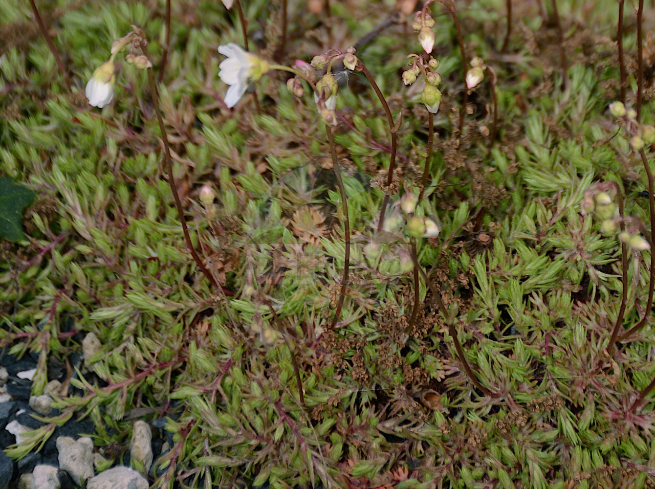 Saxifraga hypnoides - Saxifragaceae,Plantae,Pteridobiotina,Angiosperms,Saxifragales,Saxifragaceae,Saxifraga,Saxifraga hypnoides,Chondrosea intermedia, Evaiezoa hirta, Hexaphoma viscida, Hirculus gracilis, Muscaria hypnoides, Muscaria indivisa, Muscaria laeta, Muscaria rhodanica, Muscaria vulcanorum, Saxifraga affinis, Saxifraga aggregata, Saxifraga angustifida, Saxifraga angustifolia, Saxifraga congesta, Saxifraga densa, Saxifraga denudata, Saxifraga denudata, Saxifraga flavescens, Saxifraga gemmifera, Saxifraga gmelinii, Saxifraga gracilis, Saxifraga intermedia, Saxifraga laetevirens, Saxifraga lapeyrousii, Saxifraga latifida, Saxifraga leptophylla, Saxifraga planipetala, Saxifraga platypetala, Saxifraga quinquedens, Saxifraga recurvata, Saxifraga rupestris, Saxifraga scariosa, Saxifraga schraderi, Saxifraga spathulata, Saxifraga tridentata, Saxifraga villosa, Saxifraga viscosa,Schlafmoos-Steinbrech;Astmoos-Steinbrech;Moos-Steinbrech;mossy saxifrage;Saxifrage mucronée;saxifrage faux-hypne;gazon turc;saxifrage cespiteuse;saxifrage fausse-mousse;saxifrage faux-hypnum;Sassifraga simile a Hypnum;mossteenbreek;камнеломка гипнумовая;mossbräcka;kőtörőfű;lomikámen rokytový;mosasteinbrjótur