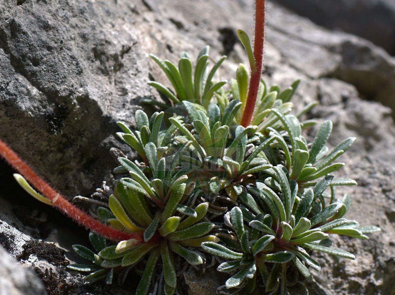 Saxifraga crustata - Saxifragaceae,Plantae,Pteridobiotina,Angiosperms,Saxifragales,Saxifragaceae,Saxifraga,Saxifraga crustata,Saxifraga cotyledon var. incrustata, Saxifraga incrustata, Saxifraga kerneri,Krusten-Steinbrech;sassifraga incrostata;камнеломка инкрустированная;korasta kamenika;skorjasti kamnokreč