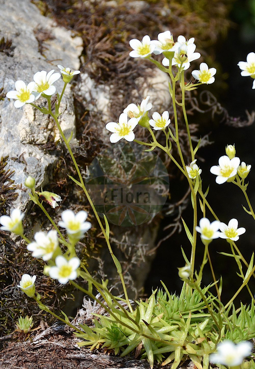 Saxifraga tenella - Saxifragaceae,Plantae,Pteridobiotina,Angiosperms,Saxifragales,Saxifragaceae,Saxifraga,Saxifraga tenella,Chondrosea nitida, Chondrosea tenella, Saxifraga arenarioides, Saxifraga nitida,Zarter Steinbrech;Grannen-Steinbrech;saxifrage délicate;sassifraga tenue;камнеломка нежная;nežni kamnokreč