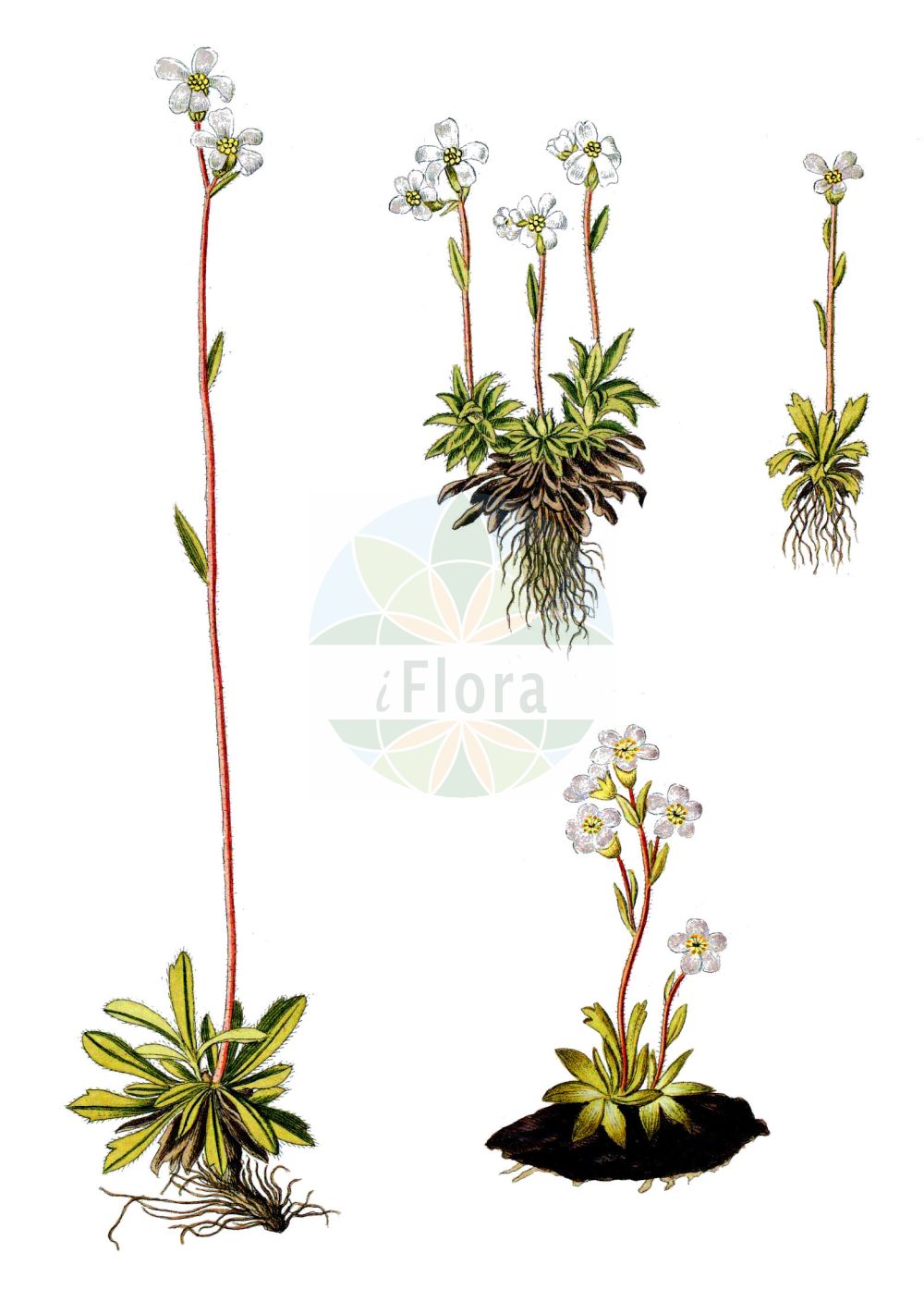 Saxifraga androsacea - Saxifragaceae,Plantae,Pteridobiotina,Angiosperms,Saxifragales,Saxifragaceae,Saxifraga,Saxifraga androsacea,Evaiezoa androsacea, Saxifraga foliosa, Saxifraga lanceolata, Saxifraga multinervis, Saxifraga pyrenaica,Mannsschild-Steinbrech;scree saxifrage;Saxifrage androsace;saxifrage androsacée;saxifrage fausse-androsace;Sassifraga rosulata;камнеломка проломниковая;iriqëz;planinska kamenika;skalnica naradkowata;oklepasti kamnokreč;ломикамінь переломниковий;оклопова каменоломка
