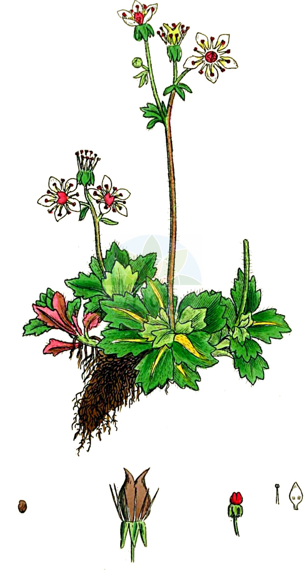 Micranthes stellaris - Saxifragaceae,Plantae,Pteridobiotina,Angiosperms,Saxifragales,Saxifragaceae,Micranthes,Micranthes stellaris,Hydatica brunoniana, Hydatica stellaris, Robertsonia stellaris, Saxifraga bejarana, Saxifraga leucanthemifolia var. brunoniana, Saxifraga pegaia, Saxifraga schleicheri, Saxifraga stellaris, Saxifraga stellaris var. brunoniana, Saxifraga stellaris var. stellaris, Saxifraga subalpina, Saxifraga subalpina, Spatularia brunoniana, Spatularia stellaris,Sternblütiger Steinbrech;Stern-Steinbrech;Brut-Stern-Steinbrech;Alpen-Steinbrech;Gewöhnlicher Stern-Steinbrech;starry saxifrage;saxifrage étoilée;Saxifrage étoilée;Sassifraga stellata;камнеломка звёздчатая;iriqëz;zvjezdasta kamenika;stjärnbräcka;stjerne-stenbræk;zvezdasti kamnokreč;звездеста каменоломка;stjernesildre;tähtirikko;stjörnusteinbrjótur