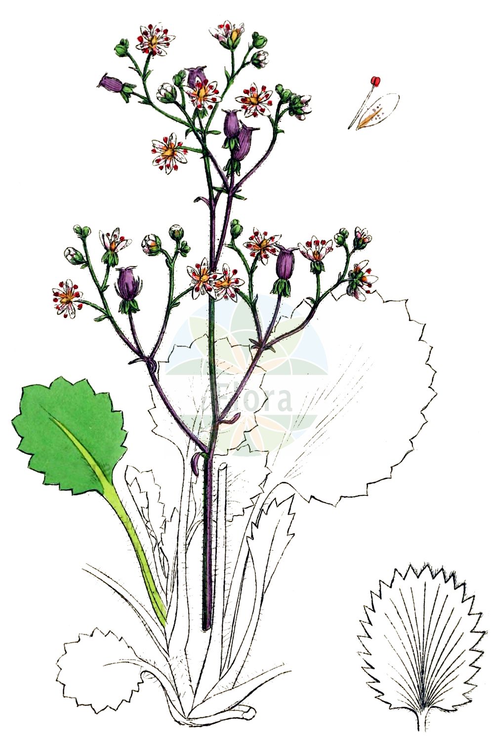 Saxifraga hirsuta - Saxifragaceae,Plantae,Pteridobiotina,Angiosperms,Saxifragales,Saxifragaceae,Saxifraga,Saxifraga hirsuta,Hydatica hirsuta, Robertsonia crenata, Robertsonia dentata, Robertsonia hirsuta, Saxifraga crenata, Saxifraga elegans, Saxifraga lactiflora,Rauhhaariger Steinbrech;Rauhaar-Steinbrech;Nieren-Steinbrech;kidney saxifrage;Saxifrage hérissée;saxifrage benoîte;faux désespoir des peintres;saxifrage hirsute;saxifrage velue;redondilla;Sassifraga ombrosa;sassifraga irsuta;камнеломка жёстковолосистая