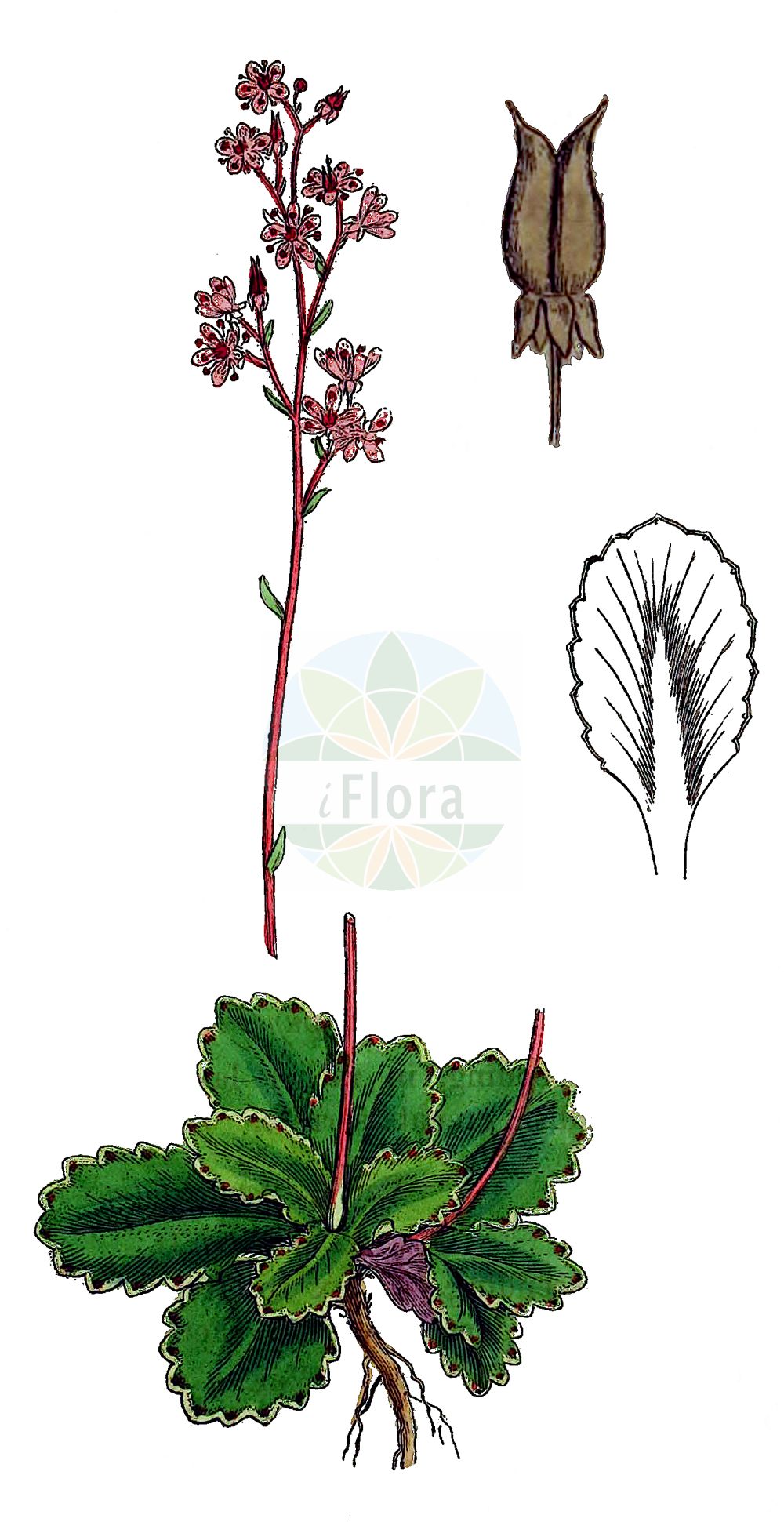 Saxifraga umbrosa - Saxifragaceae,Plantae,Pteridobiotina,Angiosperms,Saxifragales,Saxifragaceae,Saxifraga,Saxifraga umbrosa,Geum umbrosum, Hydatica umbrosa, Robertsonia hybrida, Robertsonia sphaeroidea, Robertsonia umbrosa, Saxifraga dentata, Saxifraga haworthii, Saxifraga hybrida, Saxifraga sphaeroidea, Steiranisia punctata,Schatten-Steinbrech;pyrenean saxifrage;Saxifrage des ombrages;saxifrage des endroits ombragés;mignonette;désespoir du peintre;saxifrage des endroits ombreux;Sassifraga ombrosa;porseleinbloempje;камнеломка теневая;saxífraga d'ombra;árnyéki kőtörőfű;lomikámen stinný