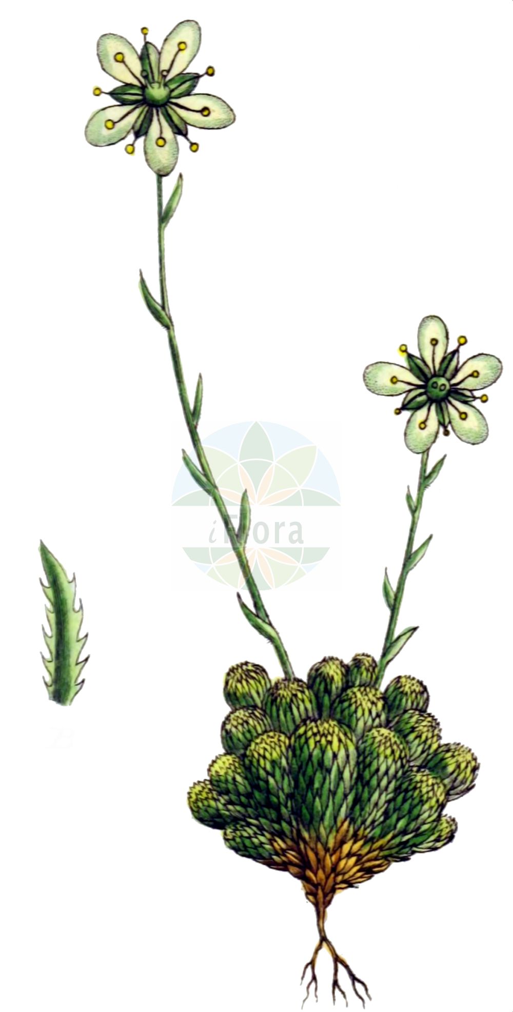 Saxifraga bryoides - Saxifragaceae,Plantae,Pteridobiotina,Angiosperms,Saxifragales,Saxifragaceae,Saxifraga,Saxifraga bryoides,Ciliaria bryoides,Moos-Steinbrech;Moosartiger Steinbrech;mossy saxifrage;Saxifrage mousse;saxifrage faux-bryum;Sassifraga brioide;камнеломка моховидная;saxífraga brioide;skalnica mchowata;skalnica mechowata;ломикамінь моховидний;мъховидна каменоломка