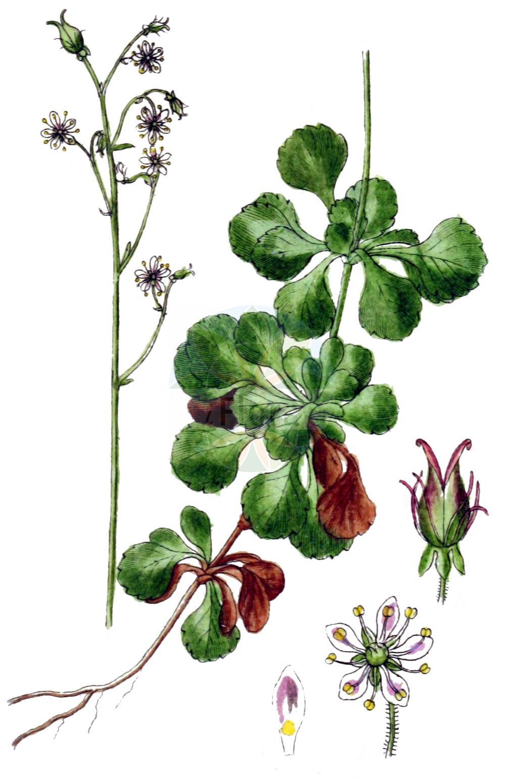 Saxifraga cuneifolia - Saxifragaceae,Plantae,Pteridobiotina,Angiosperms,Saxifragales,Saxifragaceae,Saxifraga,Saxifraga cuneifolia,Hydatica cuneifolia, Robertsonia cuneifolia, Saxifraga capillaris, Saxifraga excavata, Saxifraga infundibulum, Saxifraga multicaulis, Saxifraga tozetta,Keilblättriger Steinbrech;lesser londonpride;shield-leaved saxifrage;Saxifrage à feuilles en coin;amourette des jardins;désespoir des peintres;mignonnette;Sassifraga a foglie cuneate;sassifraga mestoletta;sassifraga spruzzolata;камнеломка клинолистная;klinastolisna kamenika;skalnica klinolistna;klinolistni kamnokreč;éklevelű kôtörôfű;lomikámen klínolistý;lomikameň