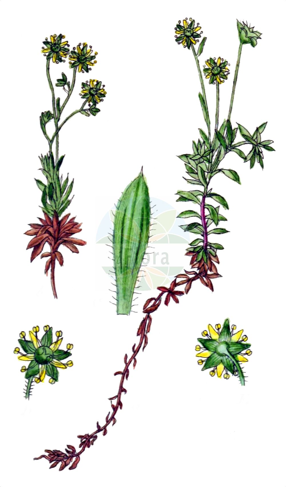 Saxifraga sedoides - Saxifragaceae,Plantae,Pteridobiotina,Angiosperms,Saxifragales,Saxifragaceae,Saxifraga,Saxifraga sedoides,Evaiezoa trichodes, Saxifraga hohenwartii f. tomentosa, Saxifraga sedoides subsp. tomentosa, Saxifraga sedoides var. brevipes, Saxifraga sedoides var. colorata, Saxifraga trichodes,Mauerpfeffer-Steinbrech;Fetthennen-Steinbrech;Fettkraut-Steinbrech;saxifrage faux-orpin;sassifraga setolosa;камнеломка очитковидная;iriqëz;kamenika bodkasta;homulični kamnokreč