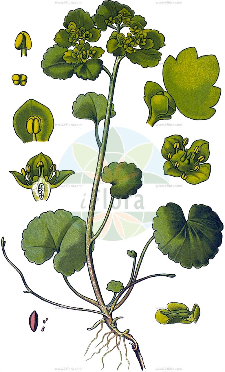 Chrysosplenium alternifolium - Saxifragaceae,Plantae,Pteridobiotina,Angiosperms,Saxifragales,Saxifragaceae,Chrysosplenium,Chrysosplenium alternifolium,Chrysosplenium alternifolium f. iowensis, Chrysosplenium alternifolium var. cuneatum, Chrysosplenium alternifolium var. iowense, Chrysosplenium alternifolium var. laxa, Chrysosplenium alternifolium var. maximum, Chrysosplenium alternifolium var. minimum, Chrysosplenium alternifolium var. obliqua, Chrysosplenium alternifolium var. stricta, Chrysosplenium alternifolium var. virescens, Chrysosplenium geoides, Chrysosplenium nivale, Chrysosplenium rotundifolium,Wechselblättriges Milzkraut;Gold-Milzkraut;alternate-leaved golden-saxifrage;alternate-leaf golden saxifrage;Dorine à feuilles alternes;cresson de rocher;cresson doré;hépatique dorée;herbe à l'archamboucher;scolopendre d'or;Erba milza comune;paarbladig goudveil;селезеночник обыкновенный;sarı çağançiçeği;sherq;izmjeničnolisna žutina;gullpudra;almindelig milturt;śledziennica naprzemianlistna;śledziennica skrętolistna;premenjalnolistni vraničnik;aranyos veselke;mokrýš střídavolistý;splină;slezinovka striedavolistá;жовтяниця черговолиста;жълтина;harilik lepiklill;pamīšlapu pakrēslīte;vanleg maigull;kevätlinnunsilmä;pražangialapė blužnutė