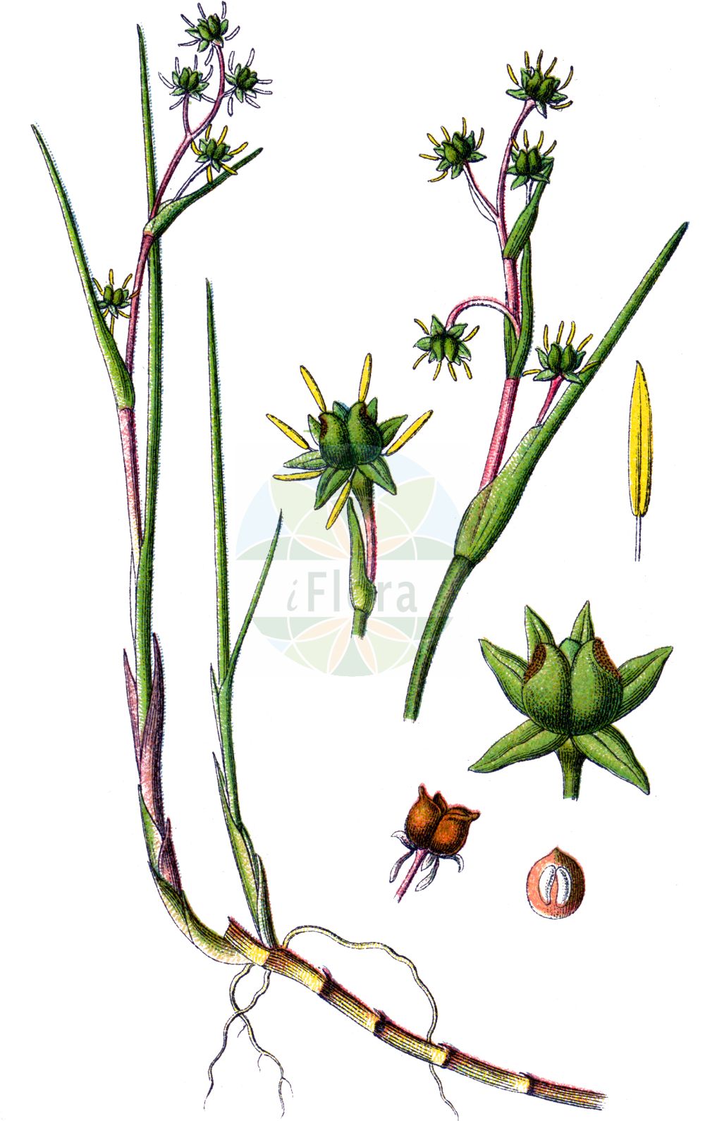 Scheuchzeria palustris - Scheuchzeriaceae,Plantae,Pteridobiotina,Angiosperms,Alismatales,Scheuchzeriaceae,Scheuchzeria,Scheuchzeria palustris,Papillaria palustris, Scheuchzeria americana, Scheuchzeria asiatica, Scheuchzeria generalis, Scheuchzeria palustris subsp. americana, Scheuchzeria palustris var. americana, Scheuchzeria paniculata,Blasenbinse;Blumenbinse;Blasensimse;Blumensimse;rannoch-rush;scheuchzérie palustre;pod grass;Scheuchzérie des marais;scheuchzérie des tourbières;Giuncastrello delle torbiere;scheuchzeria;veenbloembies;шейхцерия болотная;suçengeli;grezulja;kallgräs;myrsälting;blomstersiv;bagnica torfowa;horomui-sô;ホロムイソウ;močvirska grezulja;álszittyó;blatnice bahenní;blatnica močiarna;шейхцерія болотна;rabakas;purva šeihcērija;sevblom;leväkkö;pelkinė liūnsargė;bīng zhǎo cǎo;冰沼草