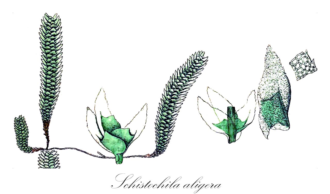 Schistochila aligera - Schistochilaceae,Plantae,Bryobiotina,Marchantiophyta,Jungermanniopsida,Jungermanniidae,Perssoniellales,Schistochilaceae,Schistochila,Schistochila aligera,Gottschea aligera, Gottschea aligera var. exalbida, Gottschea aligeriformis, Gottschea cheesemanii, Gottschea cuspidiloba, Gottschea fleischeri, Gottschea gaudichaudii, Gottschea graeffeana, Gottschea philippinensis, Gottschea viridis, Jungermannia aligera, Jungermannia aligera var. aligera, Jungermannia aligera var. exalbida, Notarisia aligera, Notarisia philippinensis, Paraschistochila aligera, Paraschistochila cheesemanii, Paraschistochila commutata, Paraschistochila cuspidata, Paraschistochila cuspidiloba, Paraschistochila fleischeri, Paraschistochila gaudichaudii, Paraschistochila graeffeana, Paraschistochila linearifolia, Paraschistochila philippinensis, Paraschistochila sumatrana, Scapania subnuda, Schistochila aligera var. exalbida, Schistochila aligeriformis, Schistochila cheesemanii, Schistochila commutata, Schistochila confertifolia, Schistochila curtisii, Schistochila cuspidata, Schistochila cuspidiloba, Schistochila fleischeri, Schistochila gaudichaudii, Schistochila graeffeana, Schistochila linearifolia, Schistochila longifolia, Schistochila maxima, Schistochila notarisii, Schistochila papulosa, Schistochila paucidens, Schistochila philippinensis, Schistochila philippinensis, Schistochila samoana, Schistochila sumatrana, Schistochila truncatiloba, Schistochila tutuilana, Schistochila viridis, Schistochilaster aligeriformis, Schistochilaster aligerum, Schistochilaster cheesemanii, Schistochilaster curtisii, Schistochilaster cuspidiloba, Schistochilaster fleischeri, Schistochilaster graeffeana, Schistochilaster linearifolius, Schistochilaster maximus, Schistochilaster philippinensis, Schistochilaster truncatilobus, Schistochilaster viridis