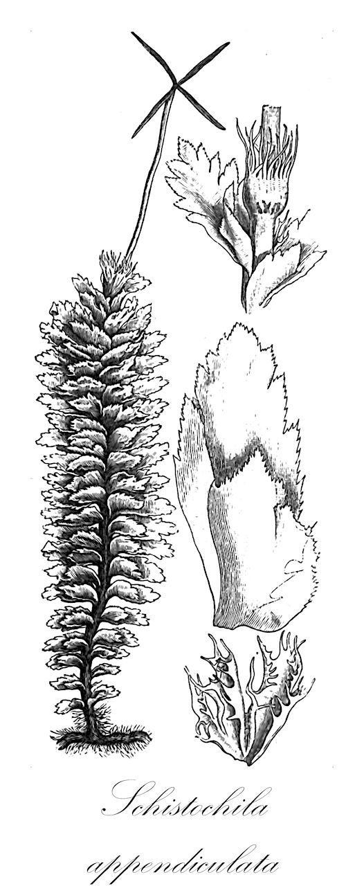 Schistochila appendiculata - Schistochilaceae,Plantae,Bryobiotina,Marchantiophyta,Jungermanniopsida,Jungermanniidae,Perssoniellales,Schistochilaceae,Schistochila,Schistochila appendiculata,Gottschea appendiculata, Gottschea winkelmannii, Jungermannia appendiculata, Schistochila winkelmannii