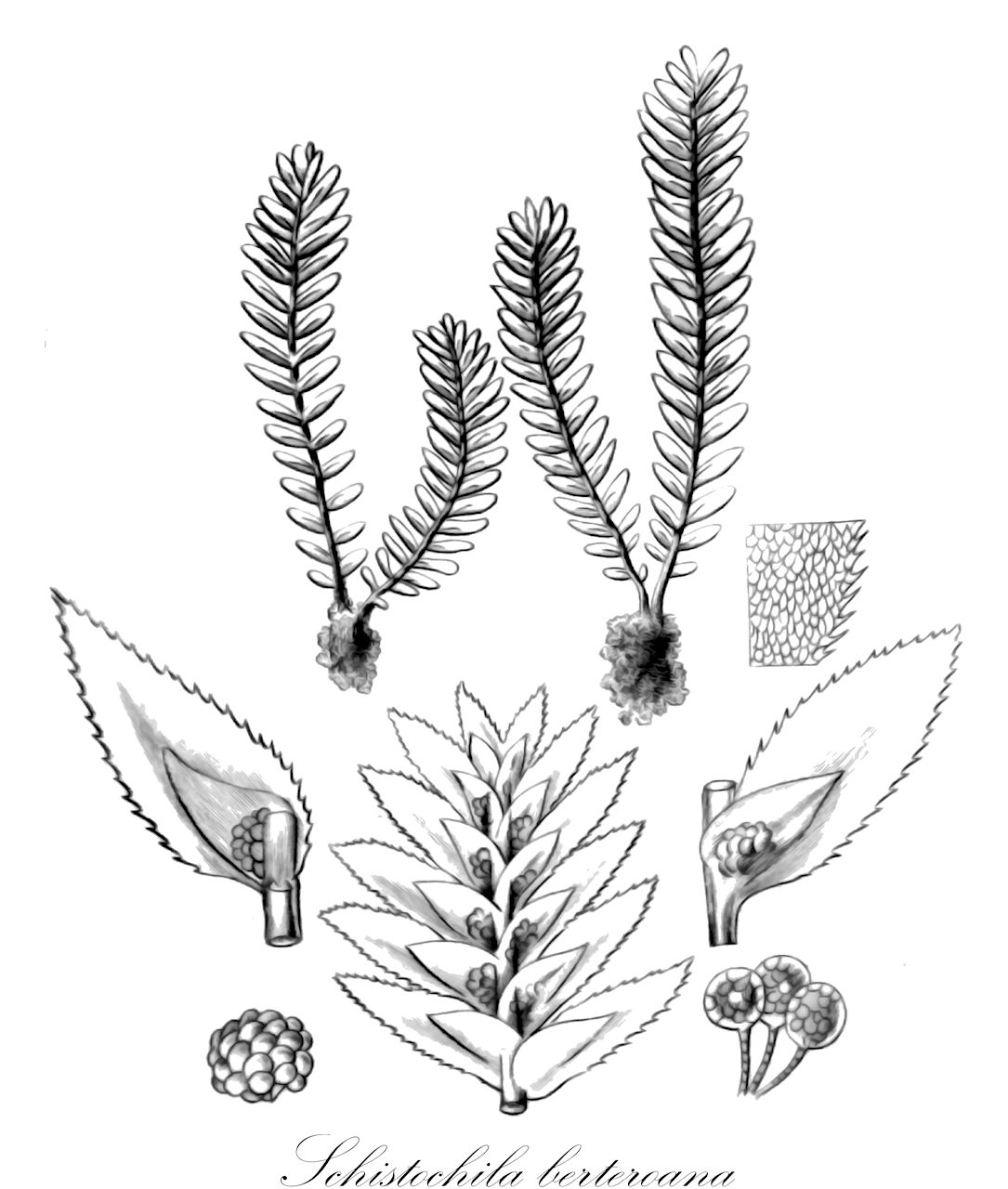 Schistochila berteroana - Schistochilaceae,Plantae,Bryobiotina,Marchantiophyta,Jungermanniopsida,Jungermanniidae,Perssoniellales,Schistochilaceae,Schistochila,Schistochila berteroana,Gottschea berteroana, Jungermannia berteroana, Notarisia berteroana, Notarisia lycopodioides, Schistochila lycopodioides, Schistochila skottsbergii