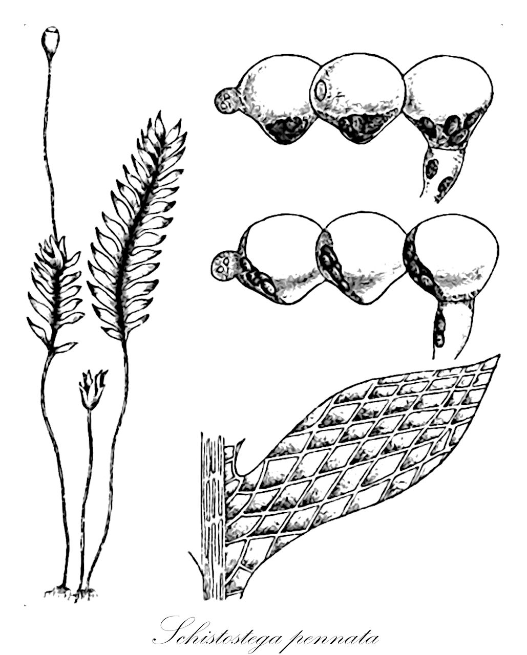 Schistostega pennata - Schistostegaceae,Plantae,Bryobiotina,Bryophyta,Bryopsida,Dicranidae,Dicranales,Schistostegaceae,Schistostega,Schistostega pennata,Bryum pennatum, Catoptridium smaragdinum, Gymnostomum osmundaceum, Gymnostomum pennatum, Mnium osmundaceum, Schistostega osmundacea