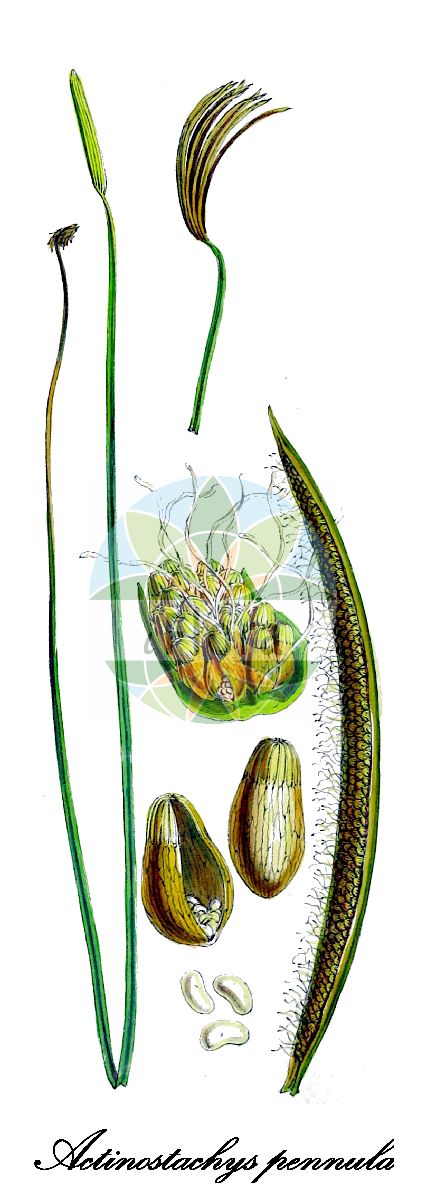 Actinostachys pennula - Schizaeaceae,Plantae,Pteridobiotina,Polypodiophyta,Polypodiopsida,Polypodiidae,Schizaeales,Schizaeaceae,Actinostachys,Actinostachys pennula,Acrostichum pennula, Acrostichum pennulum, Actinostachys germanii, Actinostachys orbicularis, Actinostachys trilateralis, Schizaea digitata var. orbicularis, Schizaea germanii, Schizaea pennula, Schizaea trilateralis,ray spiked fern