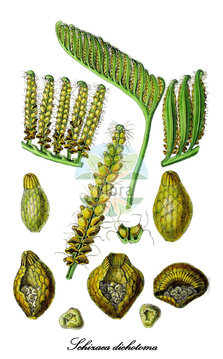 Schizaea dichotoma - Schizaeaceae,Plantae,Pteridobiotina,Polypodiophyta,Polypodiopsida,Polypodiidae,Schizaeales,Schizaeaceae,Schizaea,Schizaea dichotoma,Acrostichum dichotomum, Lophidium dichotomum, Osmunda dichotoma, Ripidium dichotomum, Schizaea biroi, Schizaea copelandica, Schizaea cristata, Schizaea dichotoma var. forsteri, Schizaea forsteri, Schizaea kikuzatonis