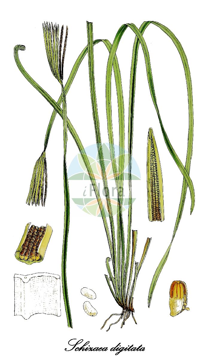 Actinostachys digitata - Schizaeaceae,Plantae,Pteridobiotina,Polypodiophyta,Polypodiopsida,Polypodiidae,Schizaeales,Schizaeaceae,Actinostachys,Actinostachys digitata,Acrostichum digitatum, Actinostachys boninensis, Actinostachys digitata var. boninensis, Belvisia digitata, Schizaea boninensis, Schizaea digitata